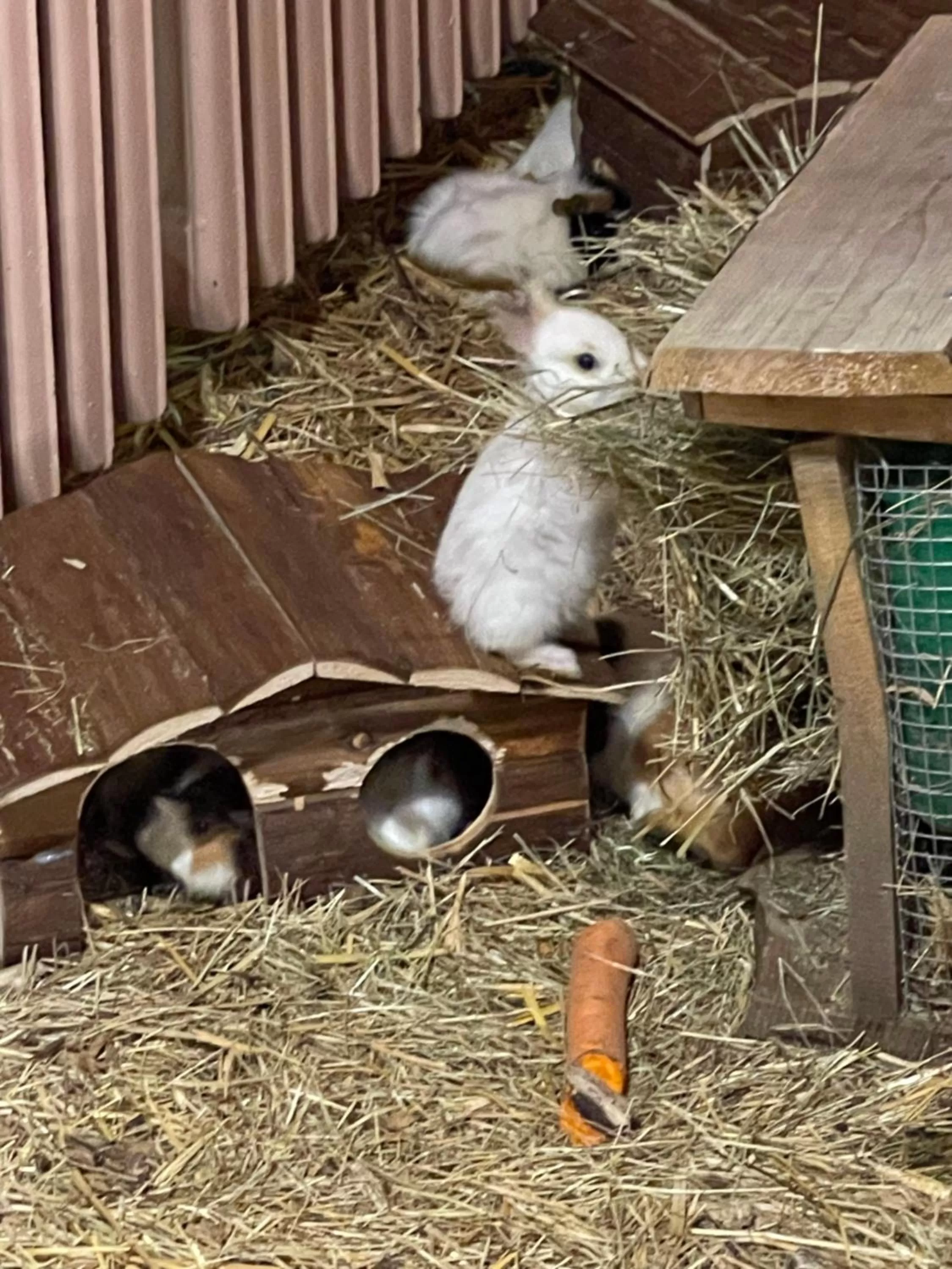 Property building in Hotel Lugsteinhof