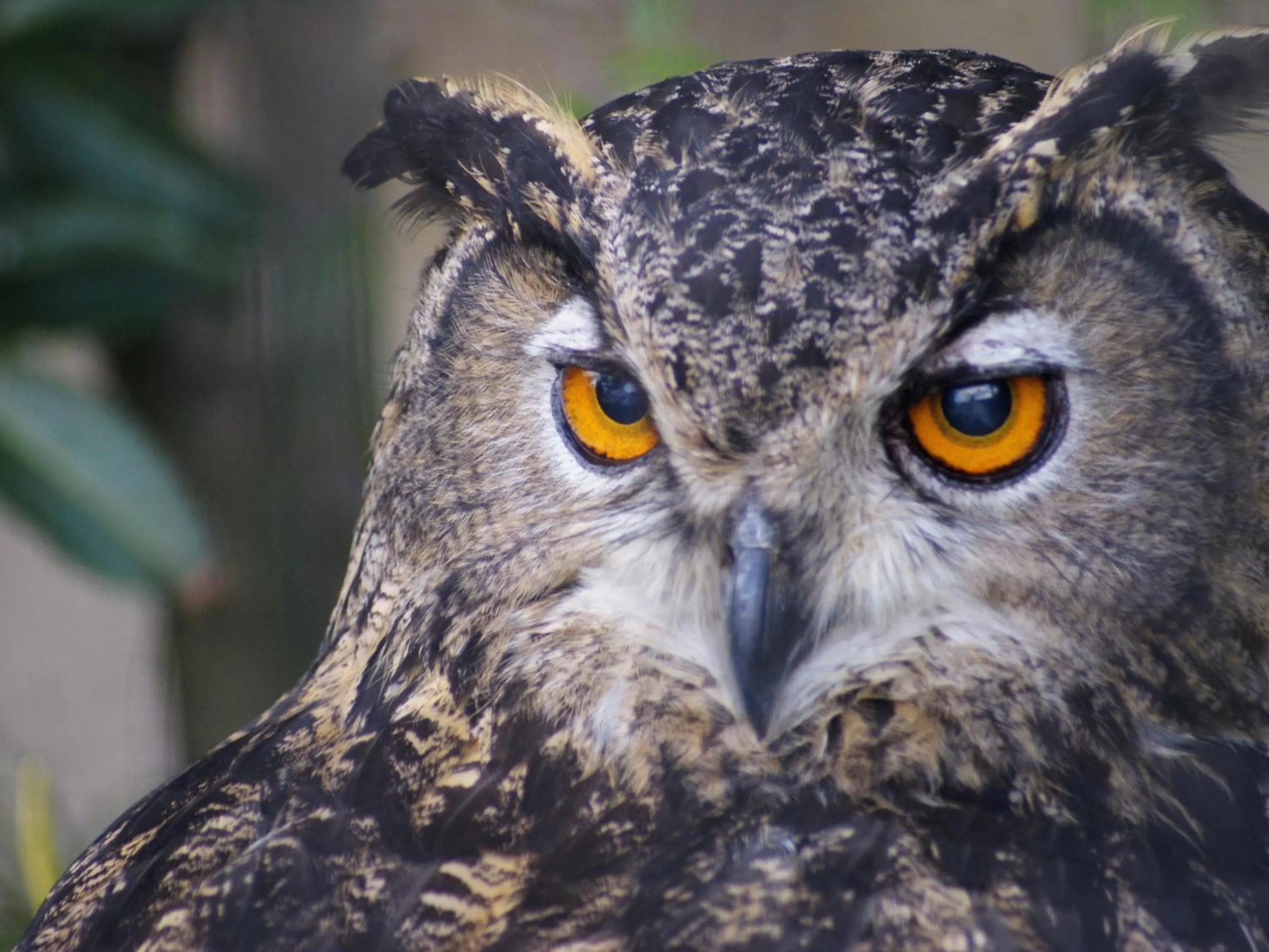 Nearby landmark, Other Animals in Hotel Wing International Kyoto - Shijo Karasuma