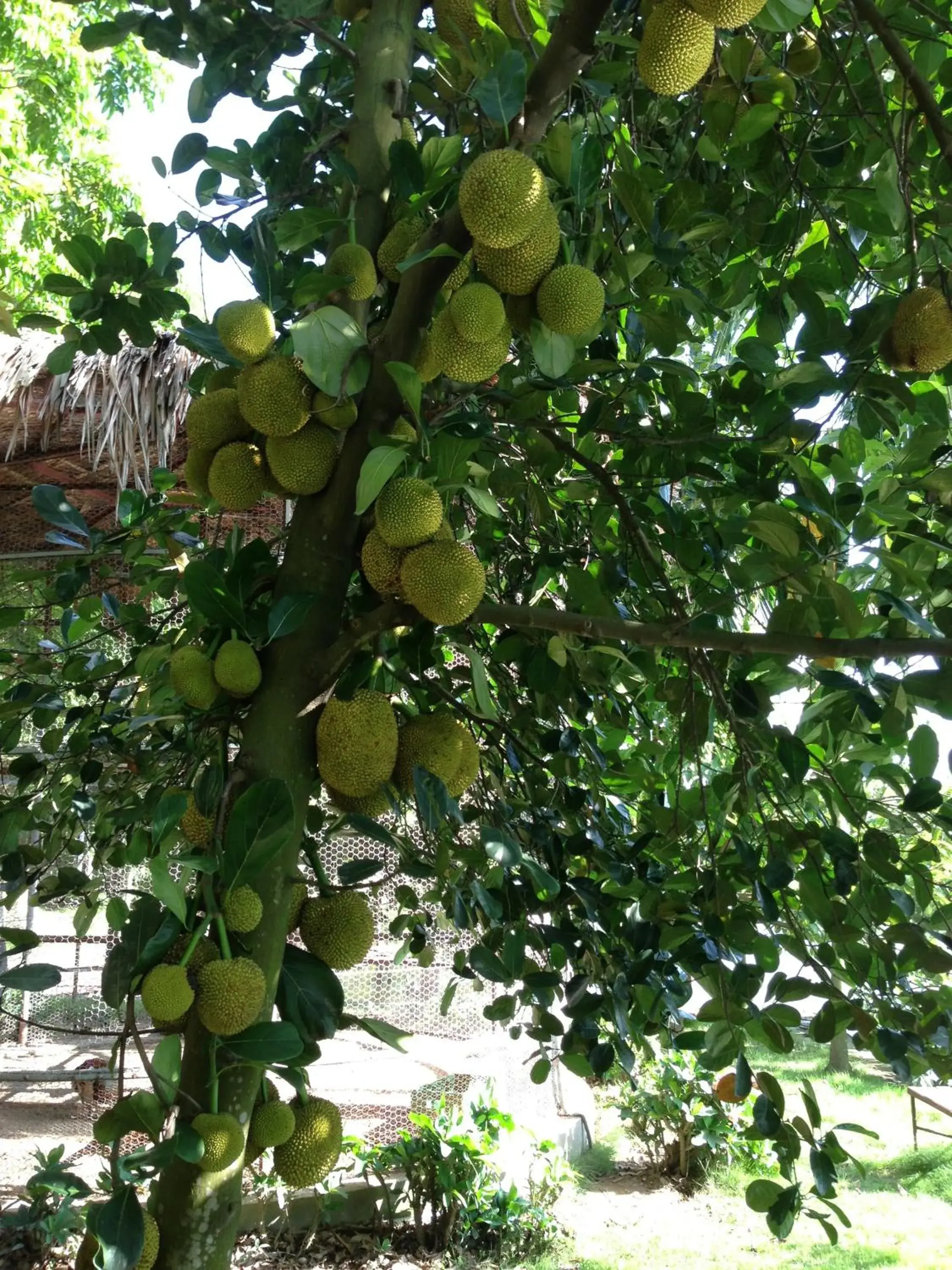 Garden in Camela Hotel & Resort