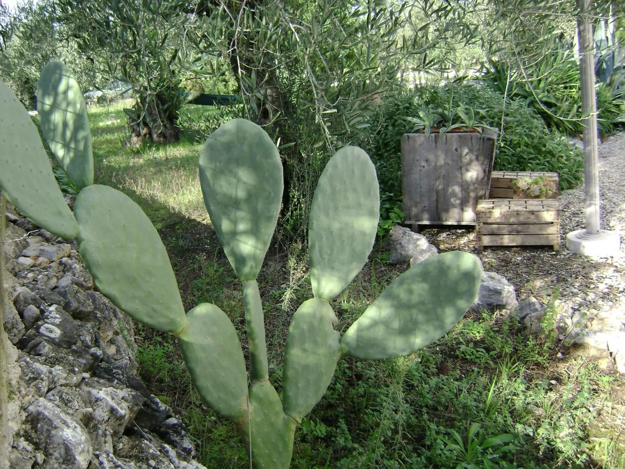Garden in B&B Villa Mediterranea with parking space