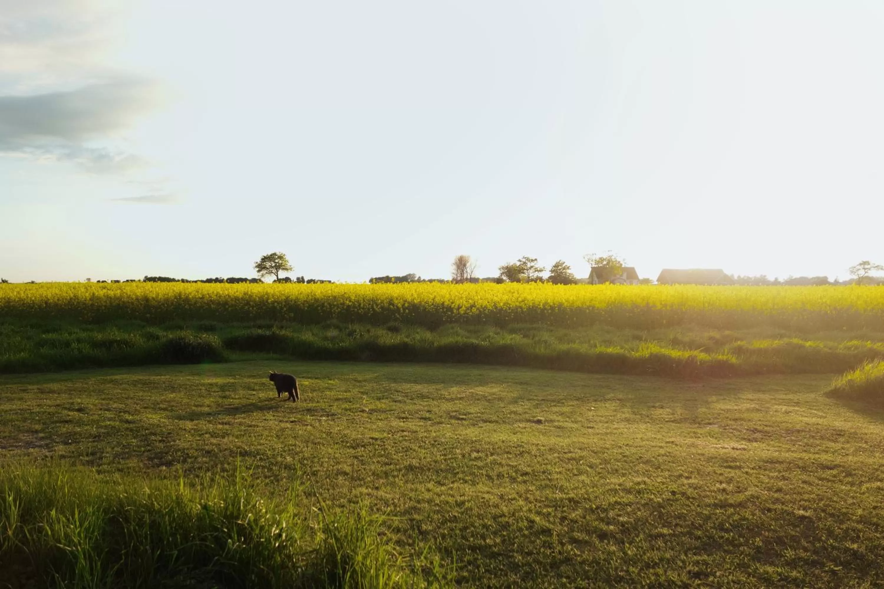 Natural landscape in Vikens bed and Breakfast