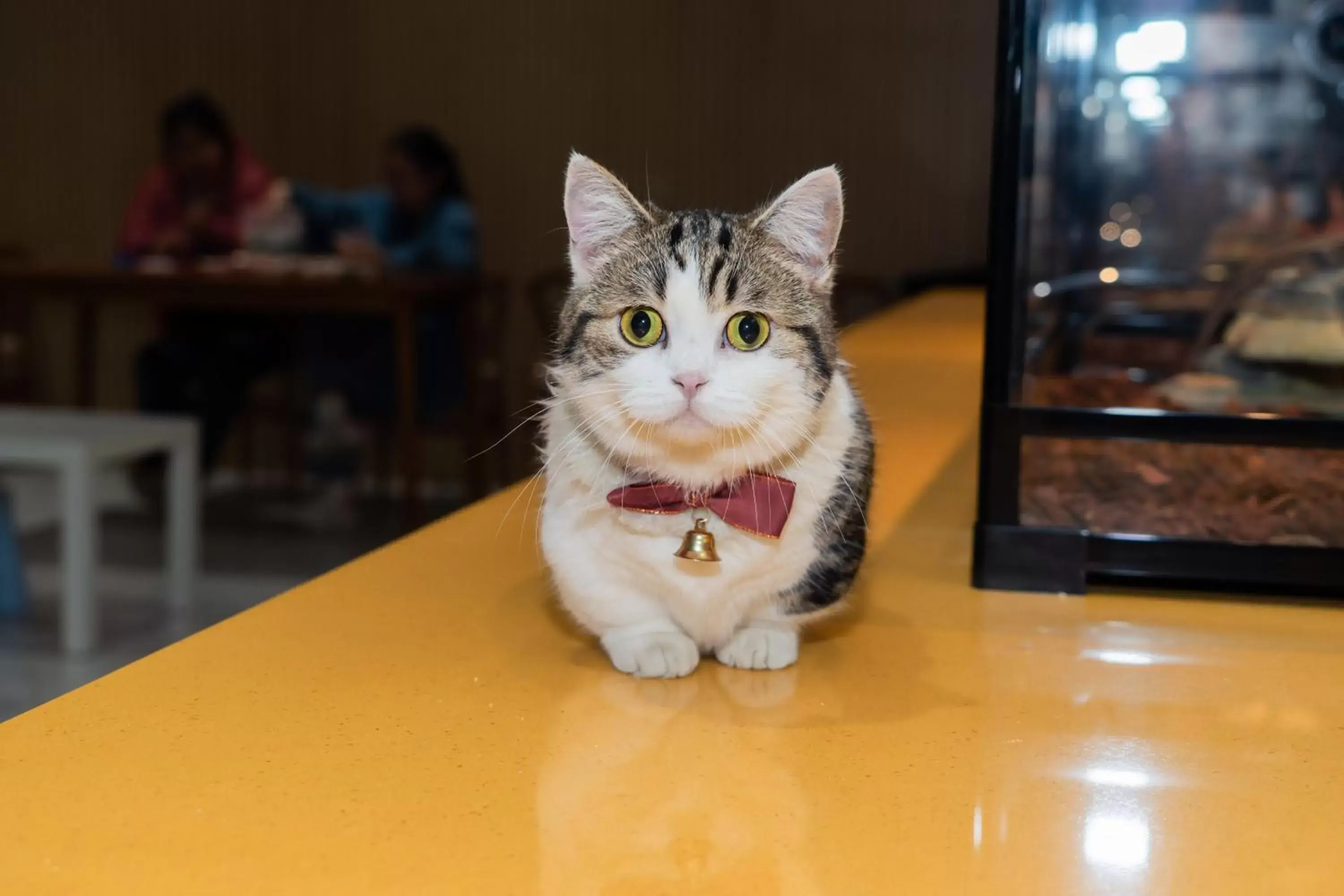 Animals, Pets in Shenzhen Marriott Hotel Golden Bay