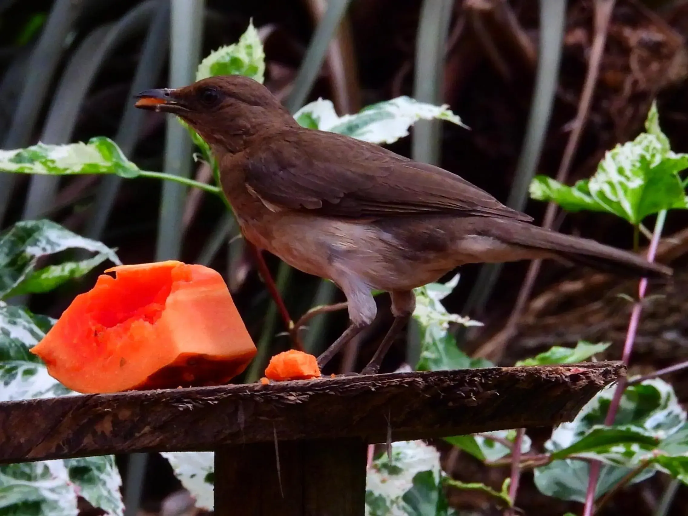 Animals, Other Animals in Hotel Terra Barichara