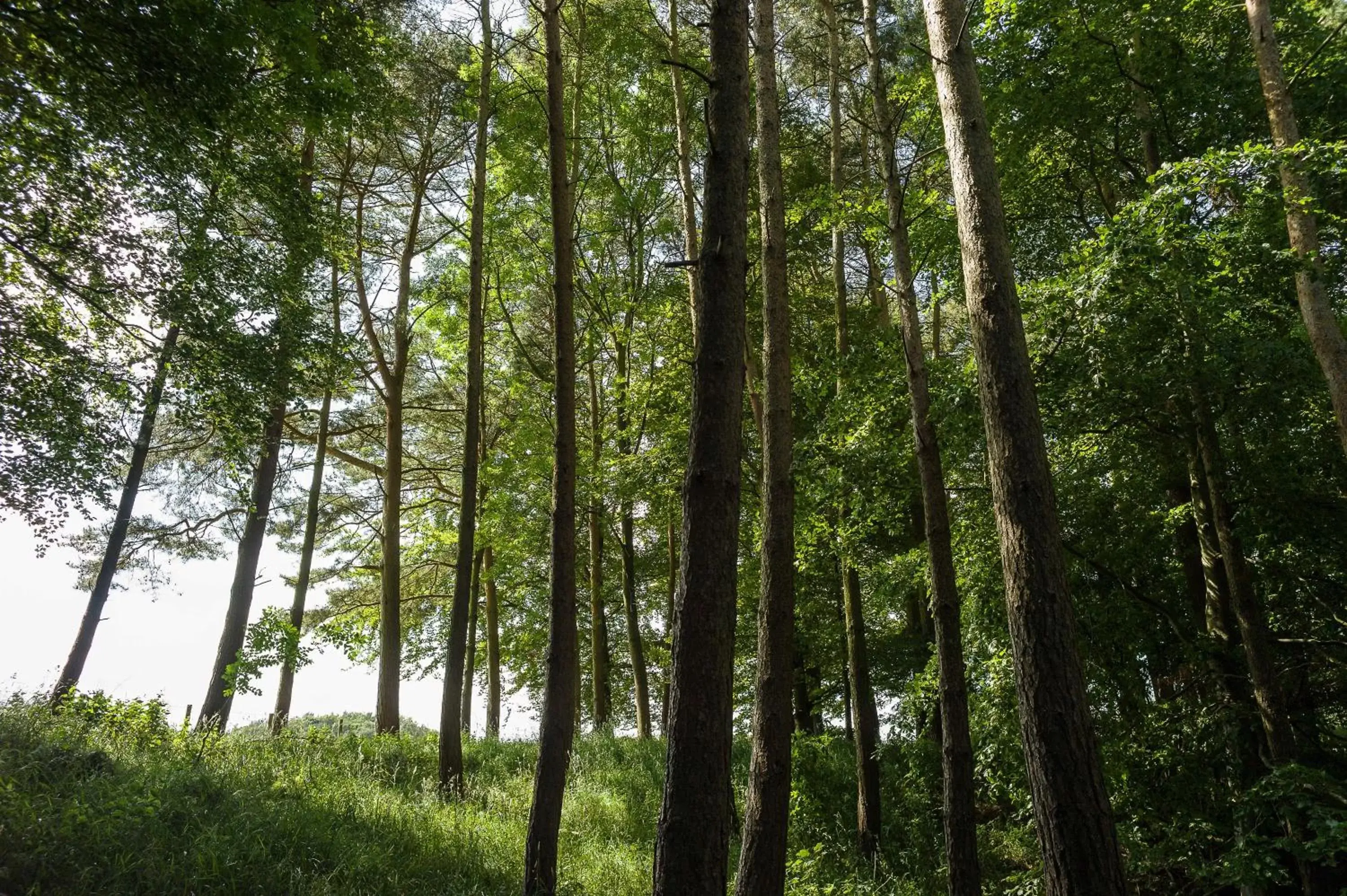 Natural Landscape in Edenhall Country Hotel