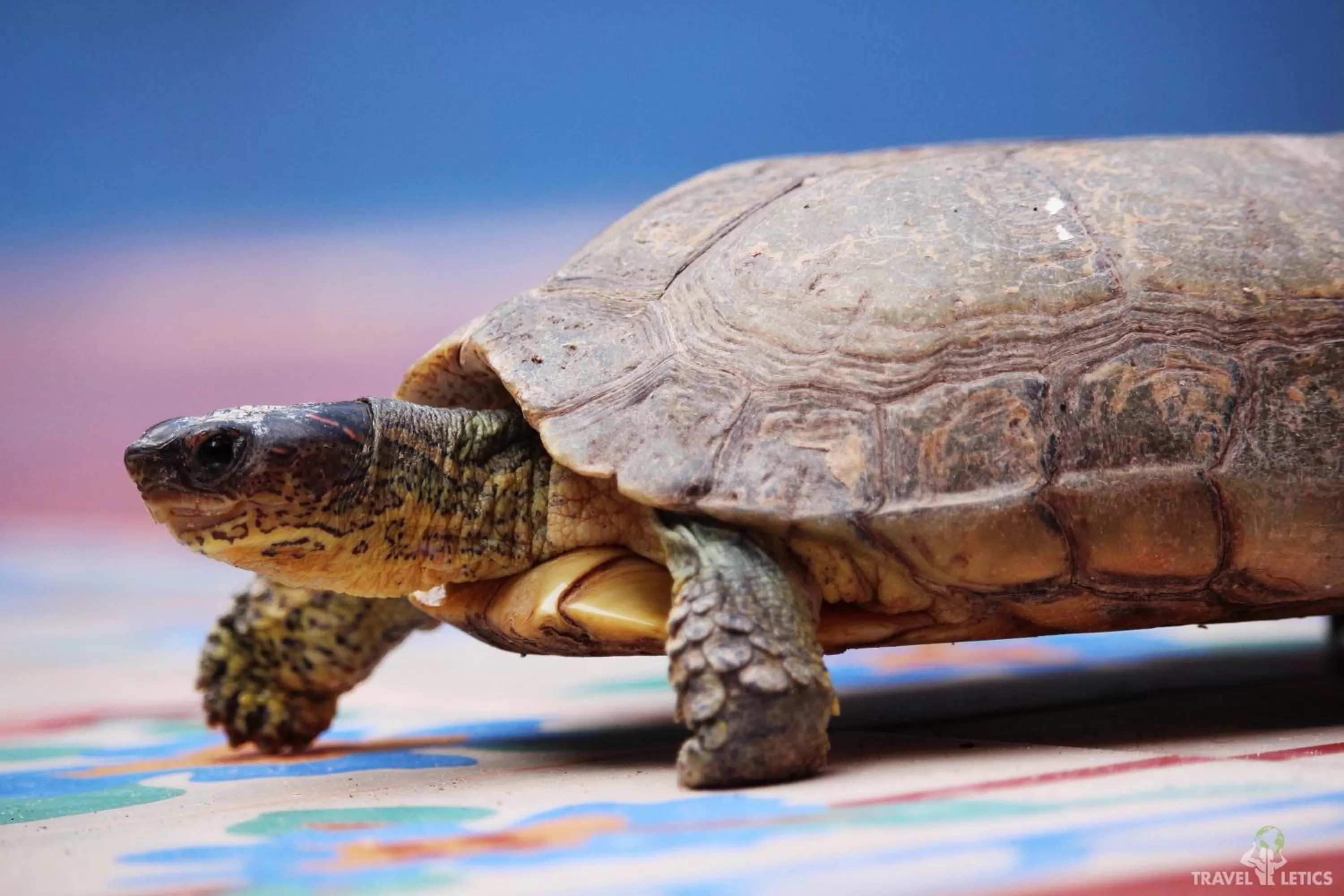 Patio in Hotel Mary Carmen