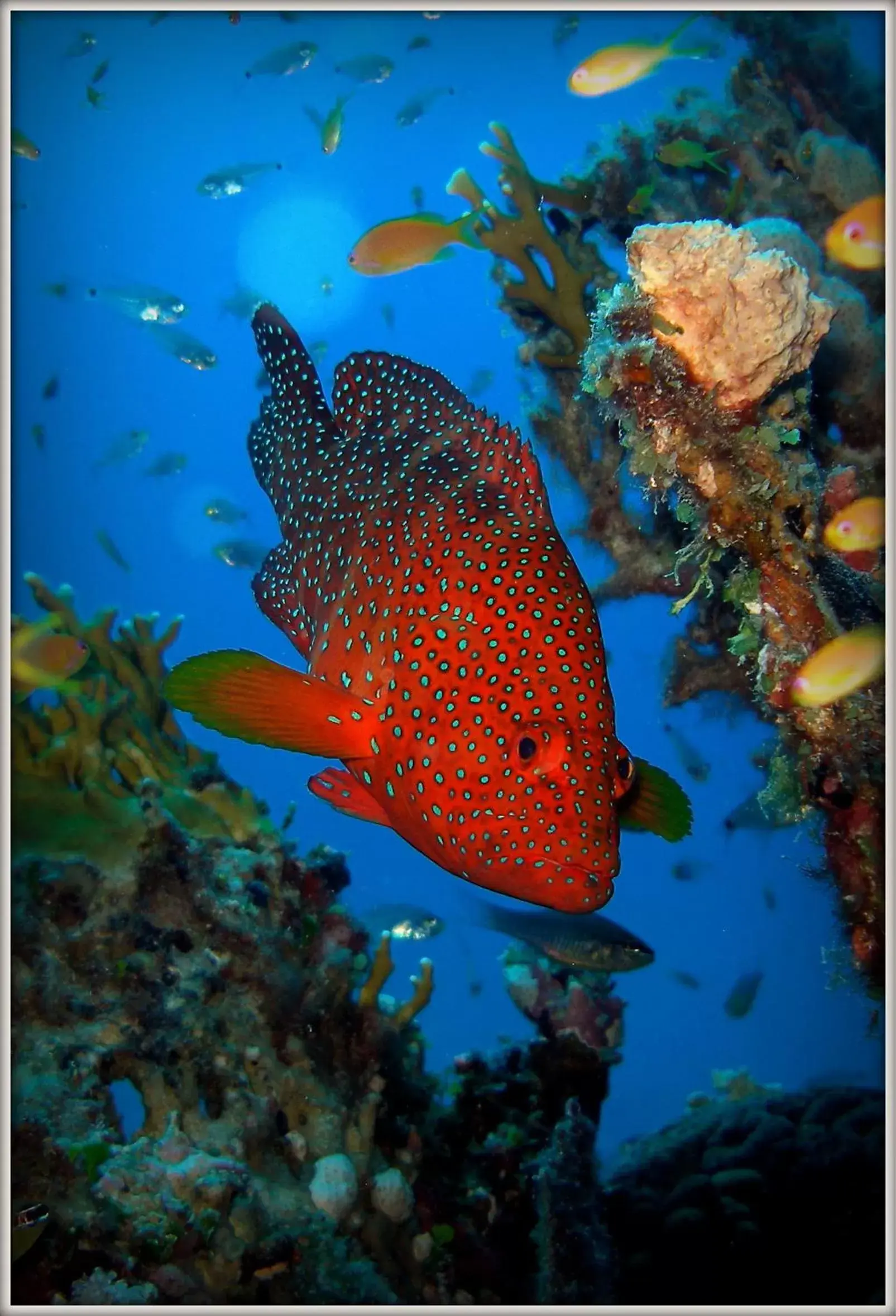 Snorkeling, Other Animals in Coral Sun Beach