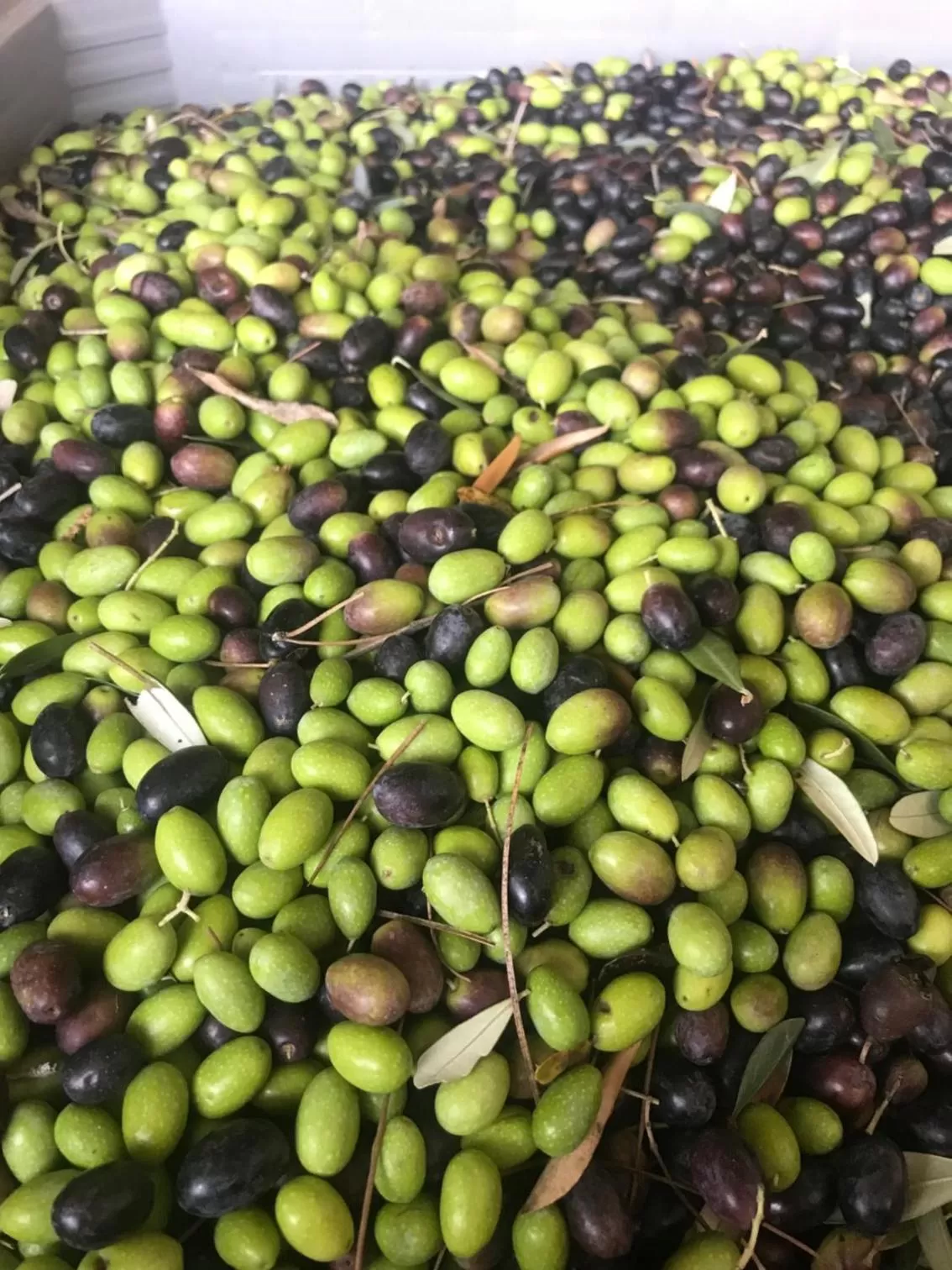 Food close-up, Food in Relais Montemaggiore