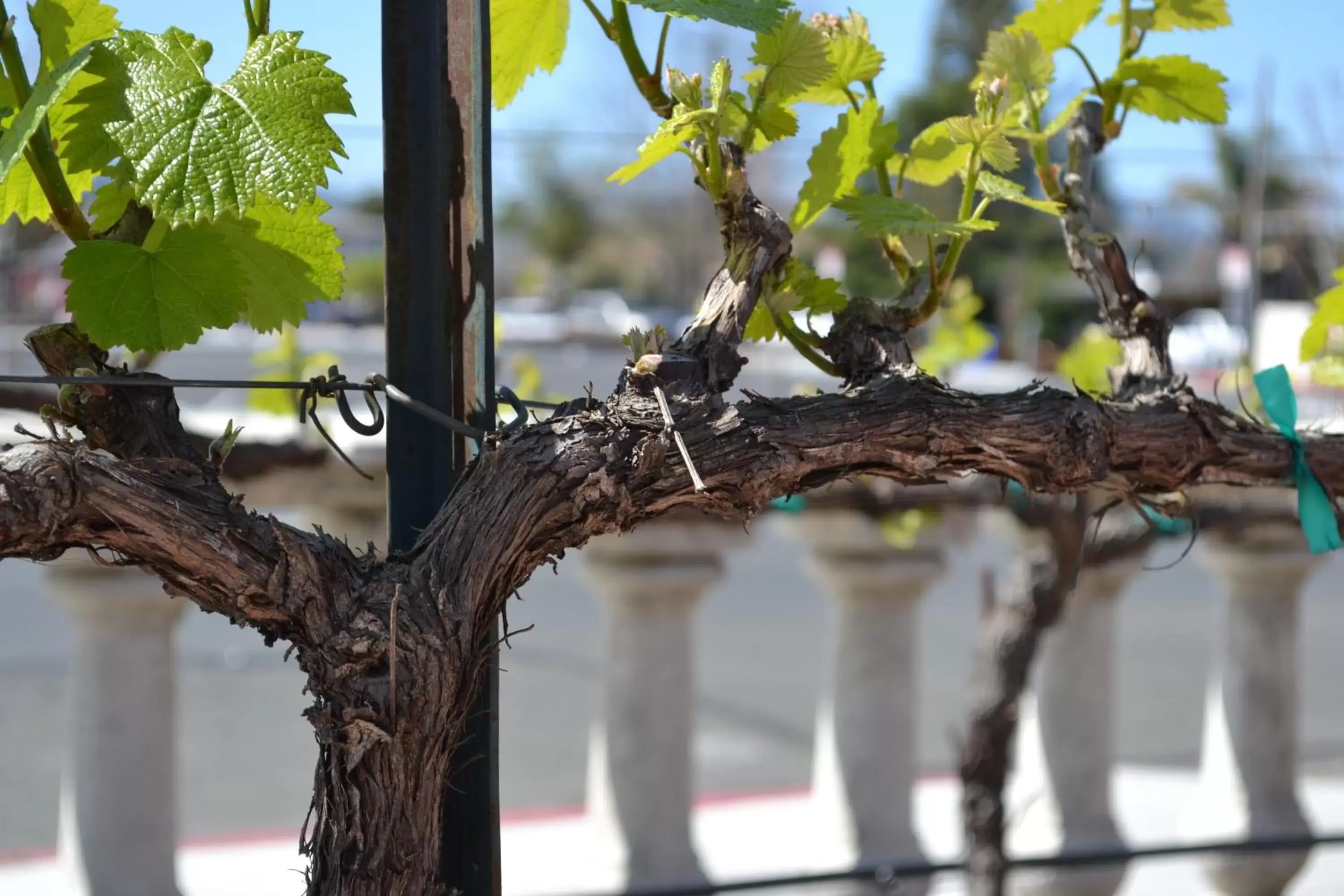 Decorative detail in Chardonnay Lodge