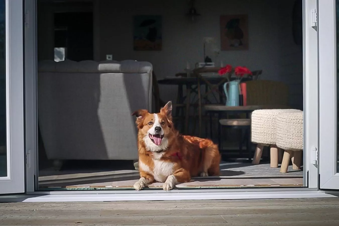 Pets in The Bay Colwell