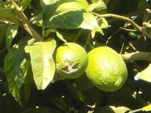 Food close-up in B&B Villa Lura Pompei
