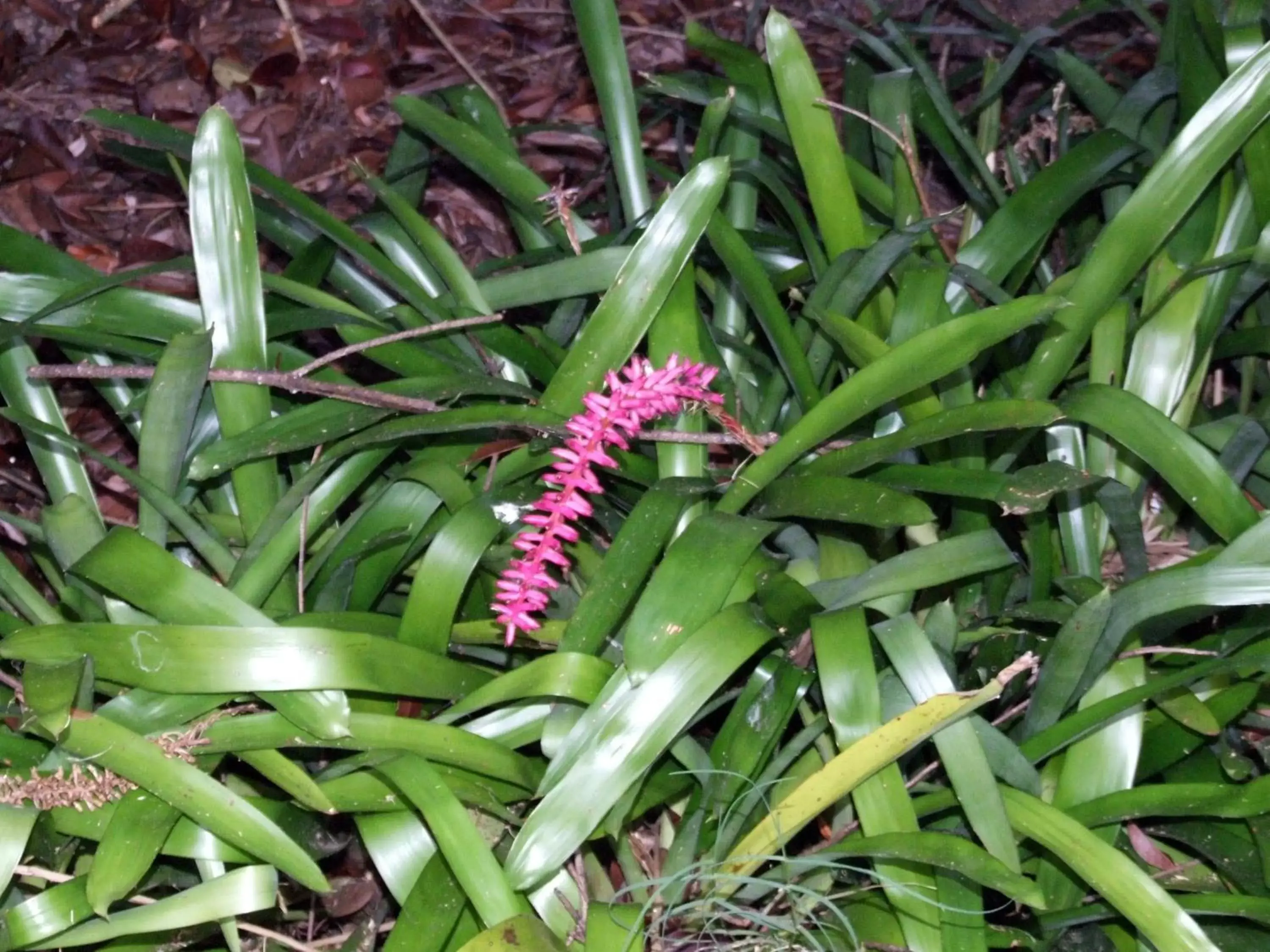 Garden, Other Animals in Moruya Motel