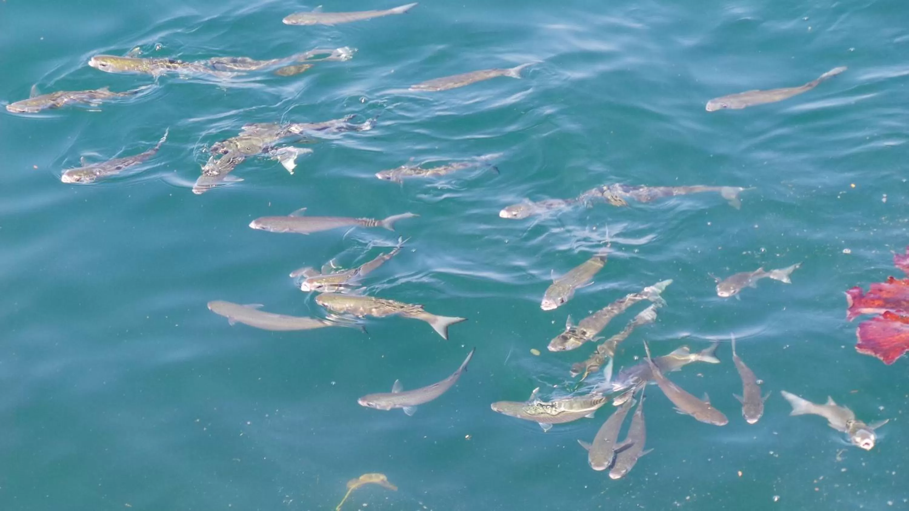 Sea view in Ocean Green Flats