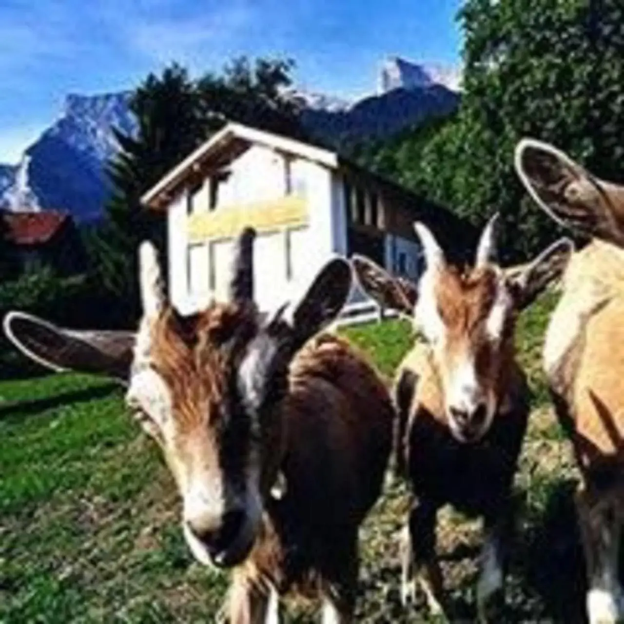 Nearby landmark, Other Animals in Hotel Restaurant Heidihof