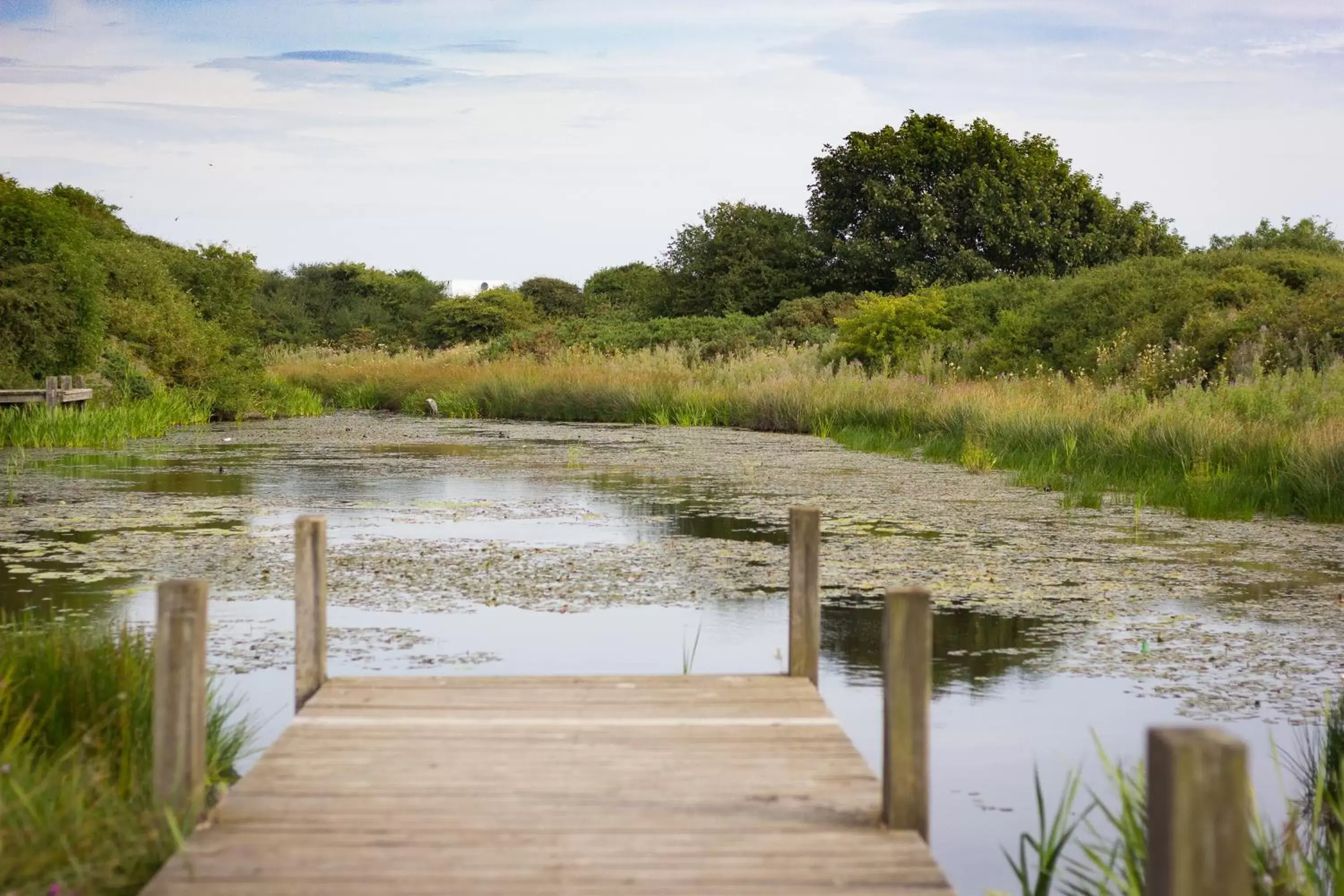 Natural landscape in The Bay Filey