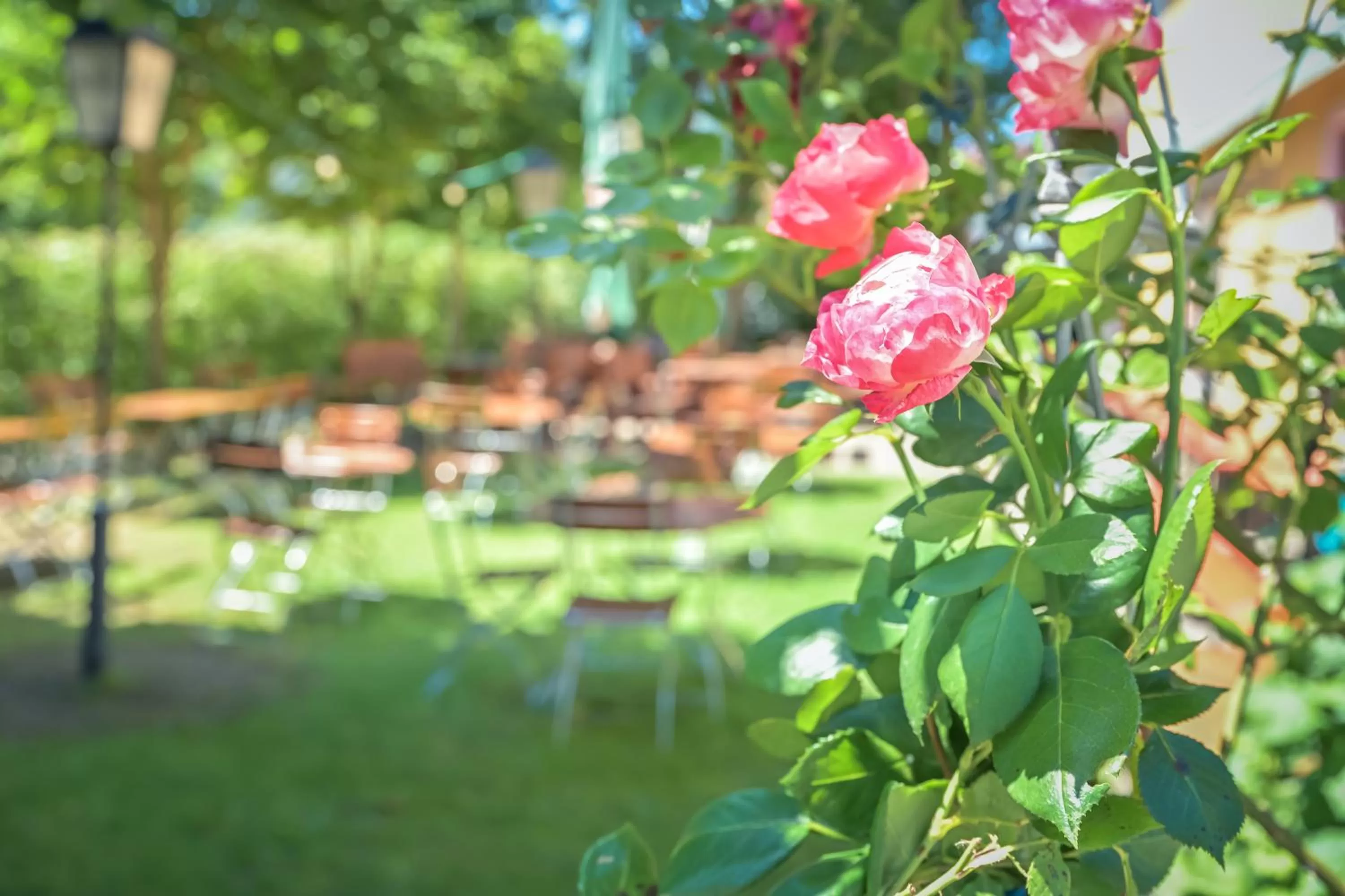 Restaurant/places to eat in Gasthaus - Hotel Alt Fürstätt