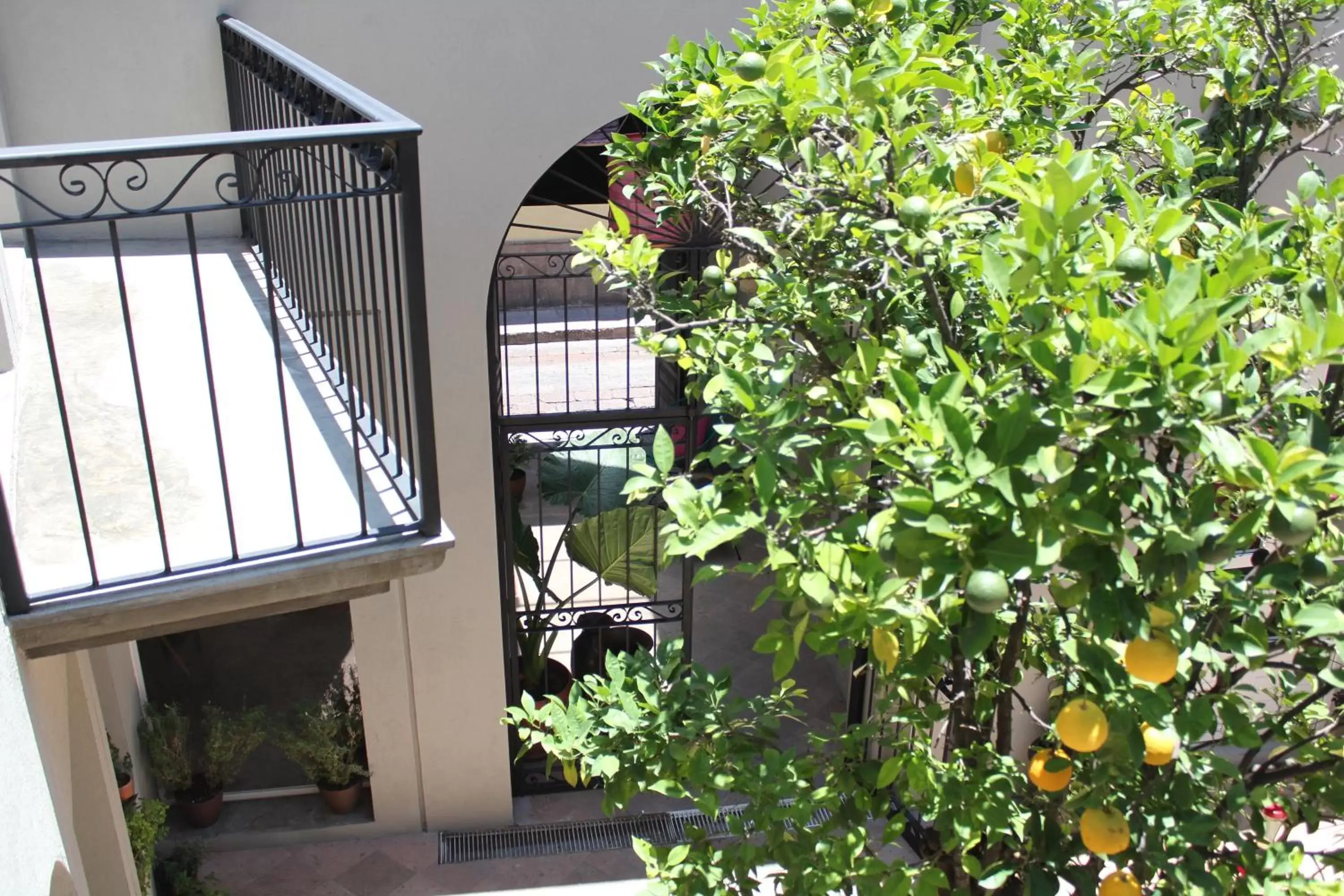 Balcony/Terrace in Hotel Mamá Carlota