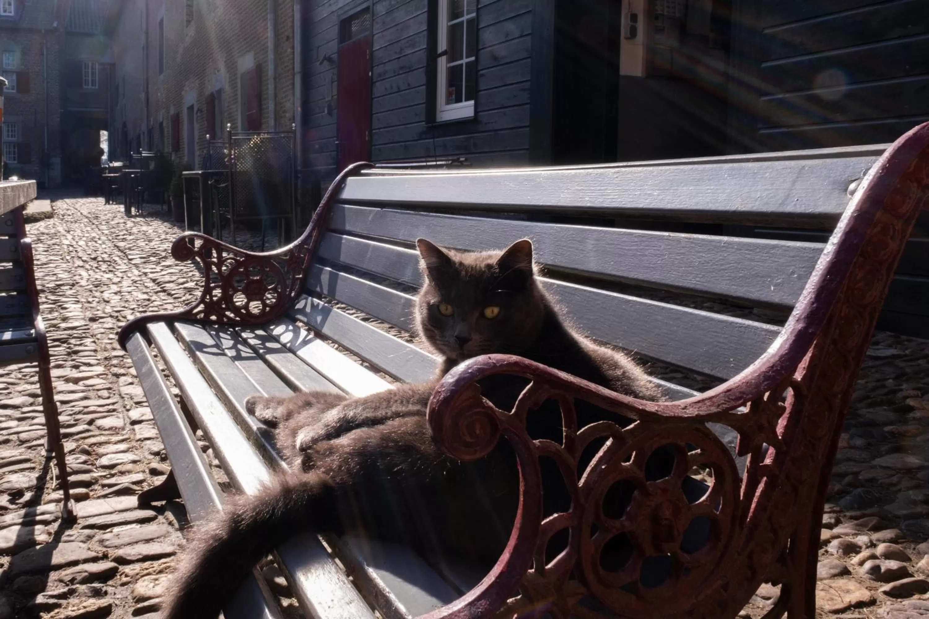 Pets in Meschermolen