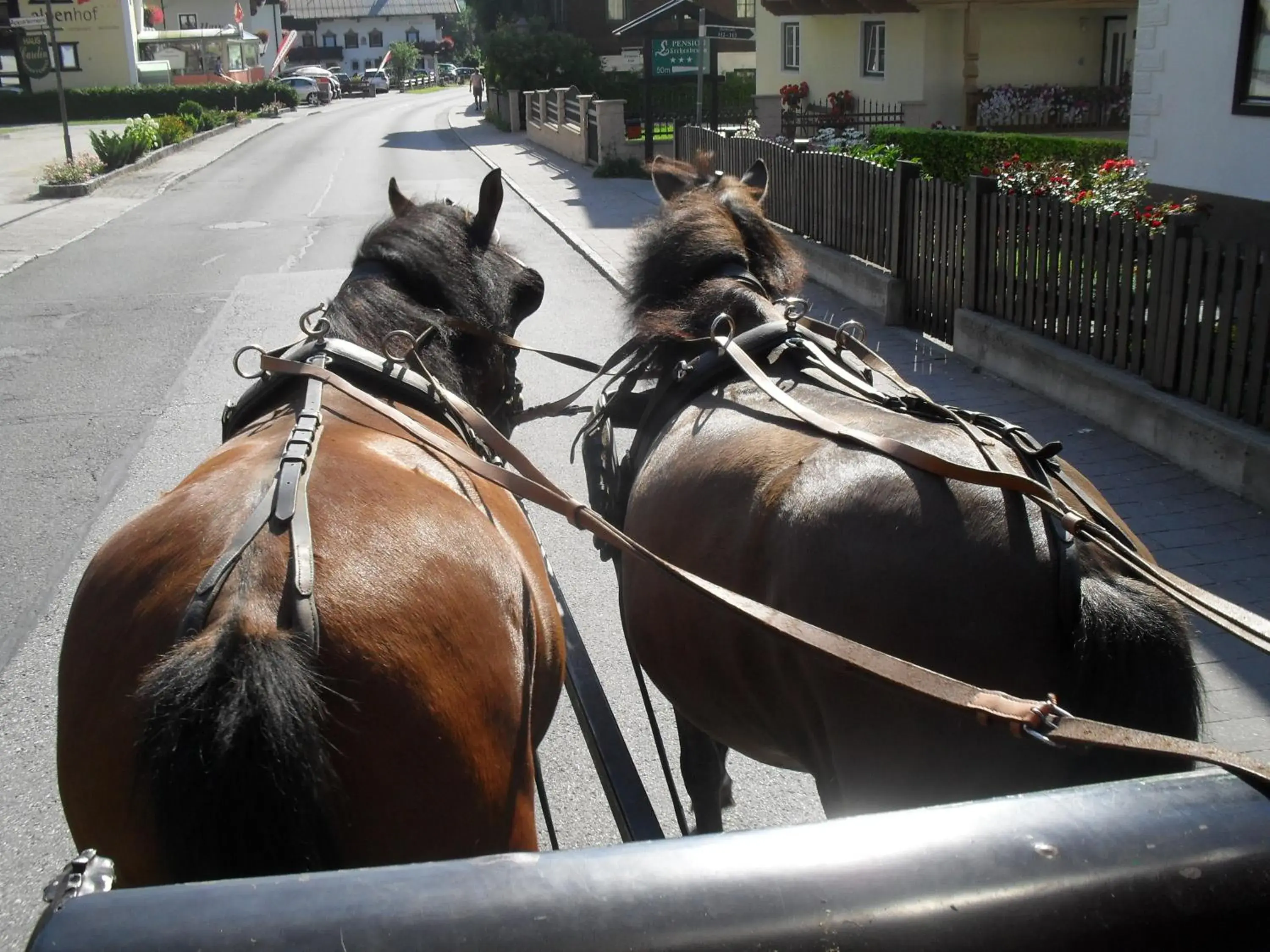 Other, Other Animals in Landhotel Schermer