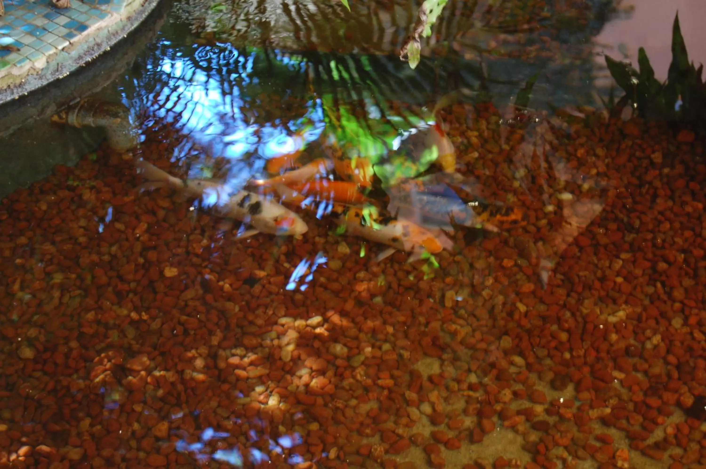 Garden in Hotel Charme Fonte do Boi