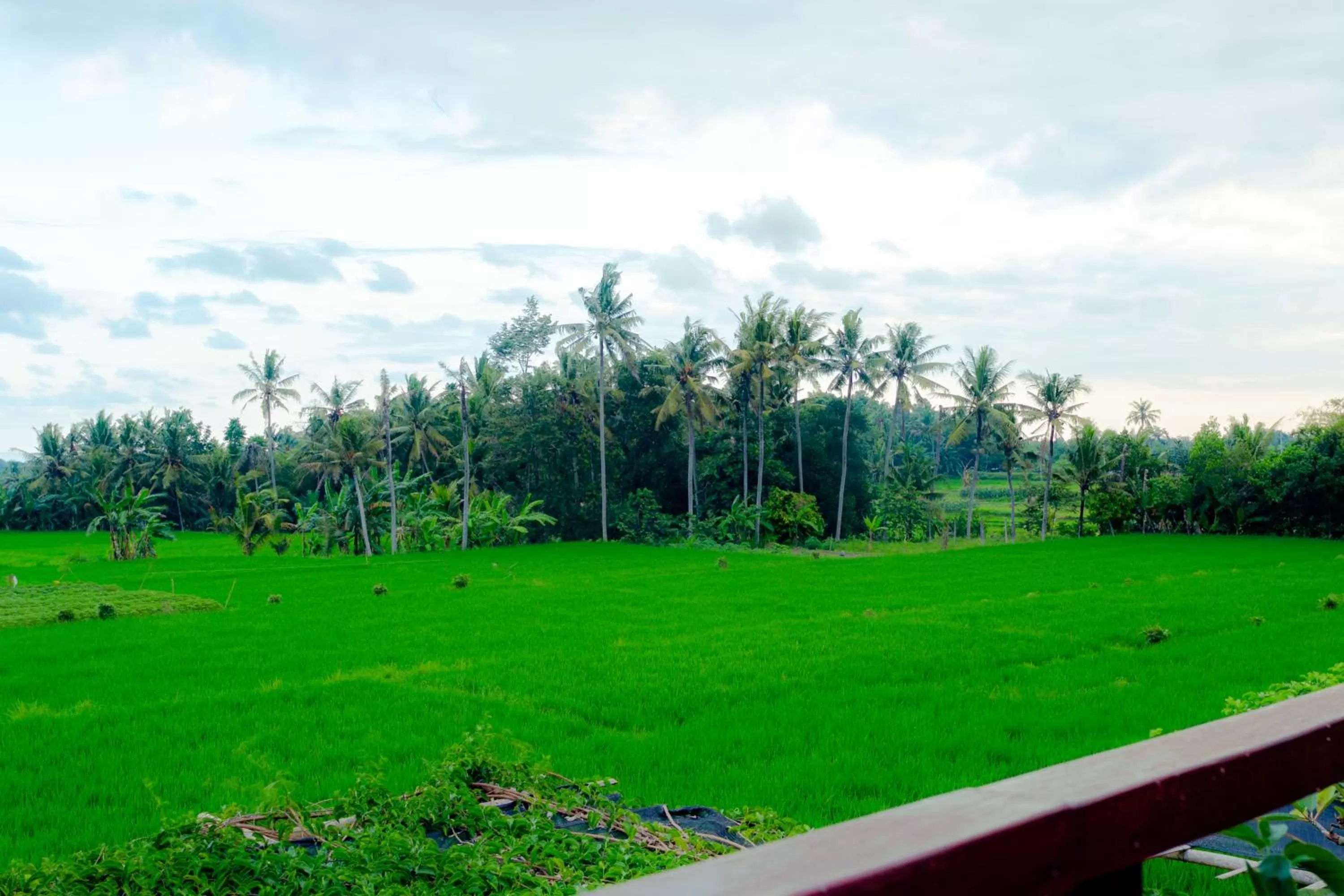 View (from property/room) in Nauna Villa Ubud