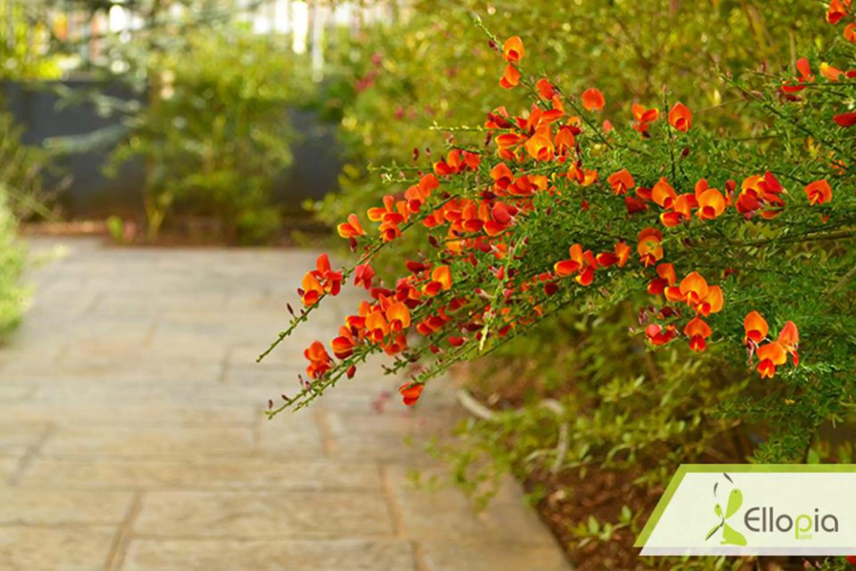 Spring in Ellopia Point Hotel