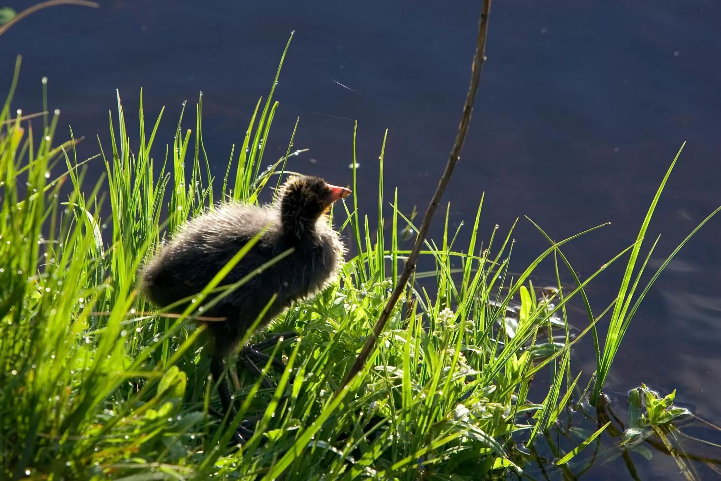 Nearby landmark, Other Animals in ibis Mulhouse Centre Filature