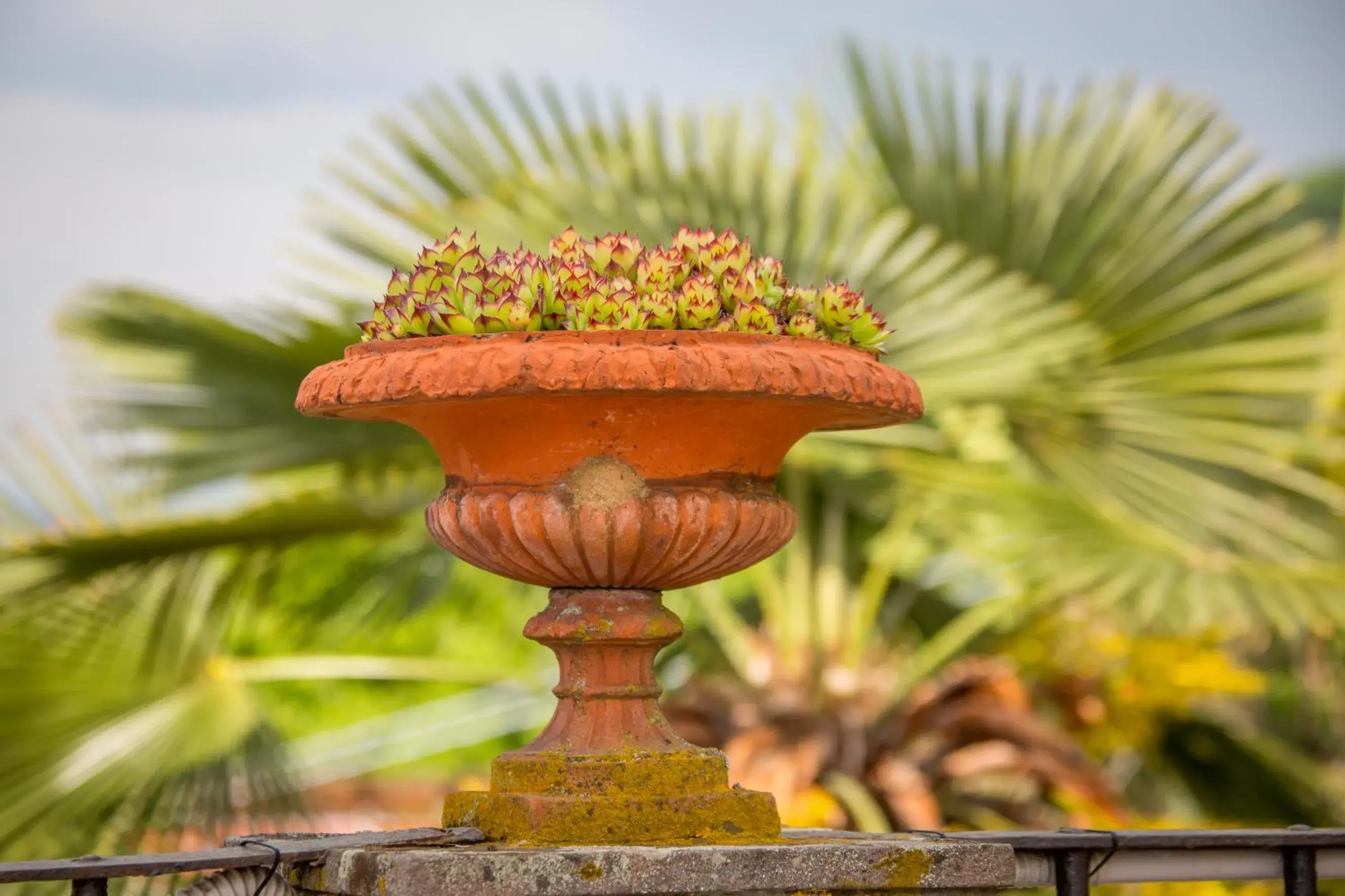 Garden, Food in Hotel Villa Sermolli