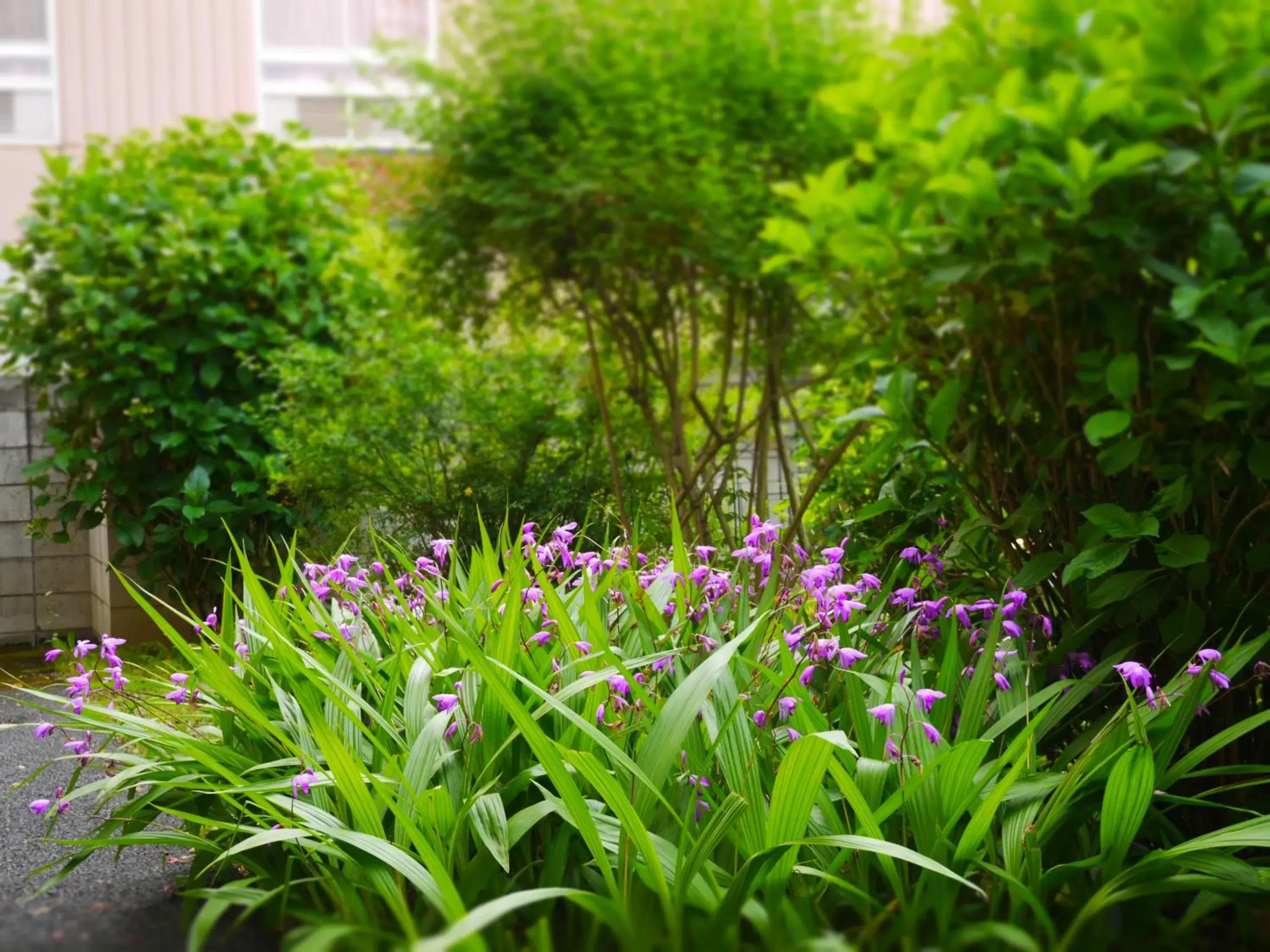 Garden view, Garden in Hotel Kuki