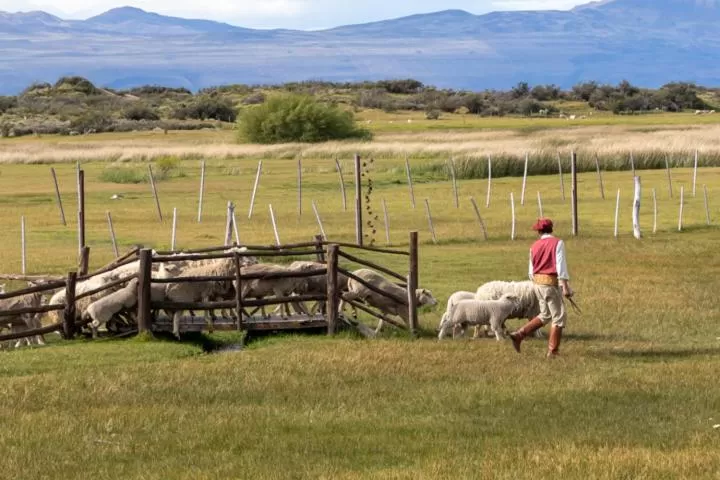 Other Animals in Hostería El Galpón Del Glaciar