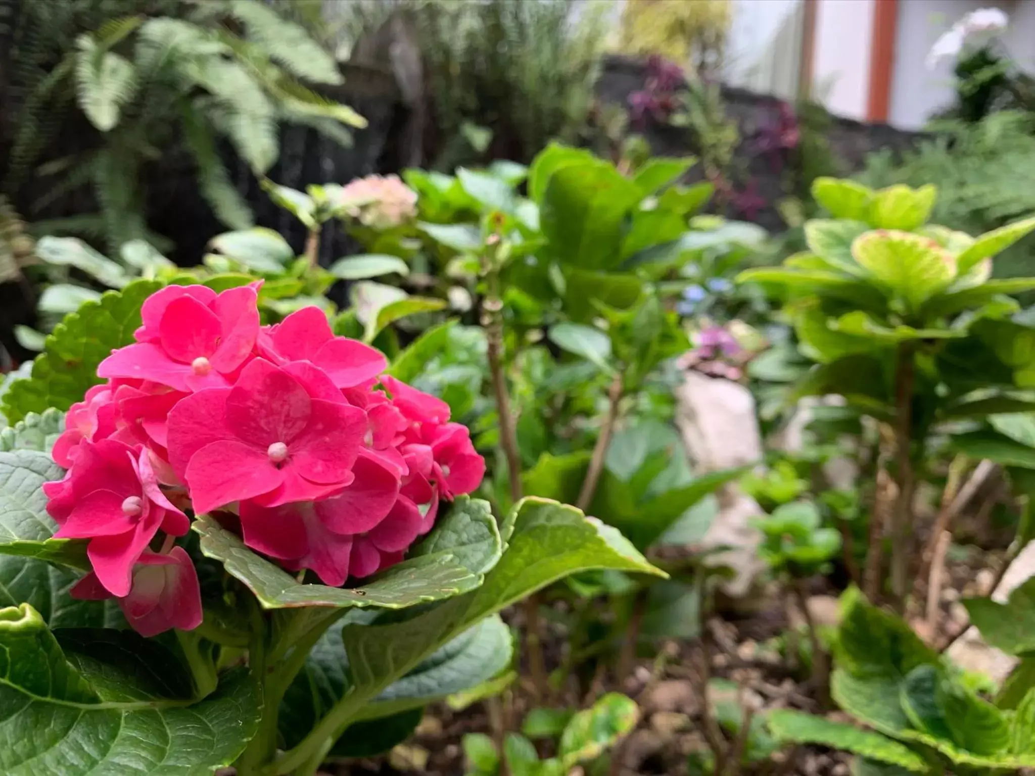 Garden in Terrazas de Golf Boutique Hotel