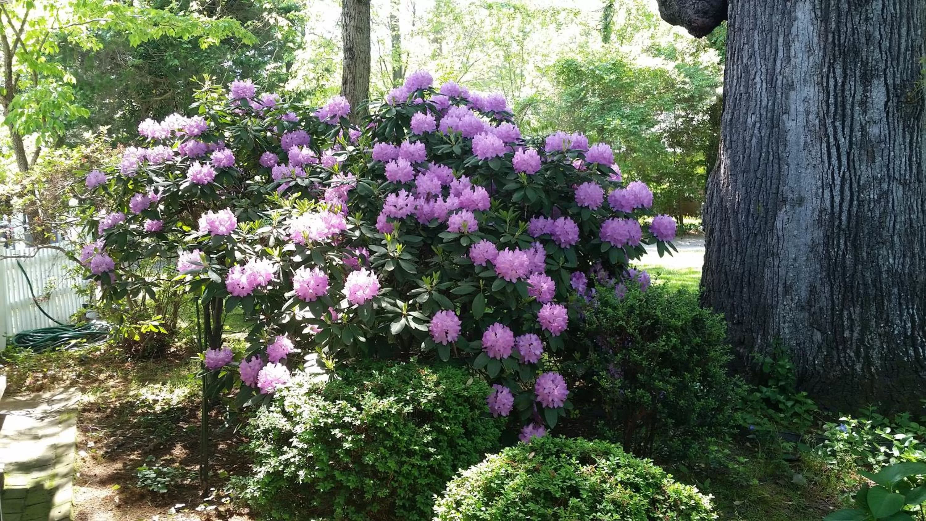 Spring in A Williamsburg White House Inn