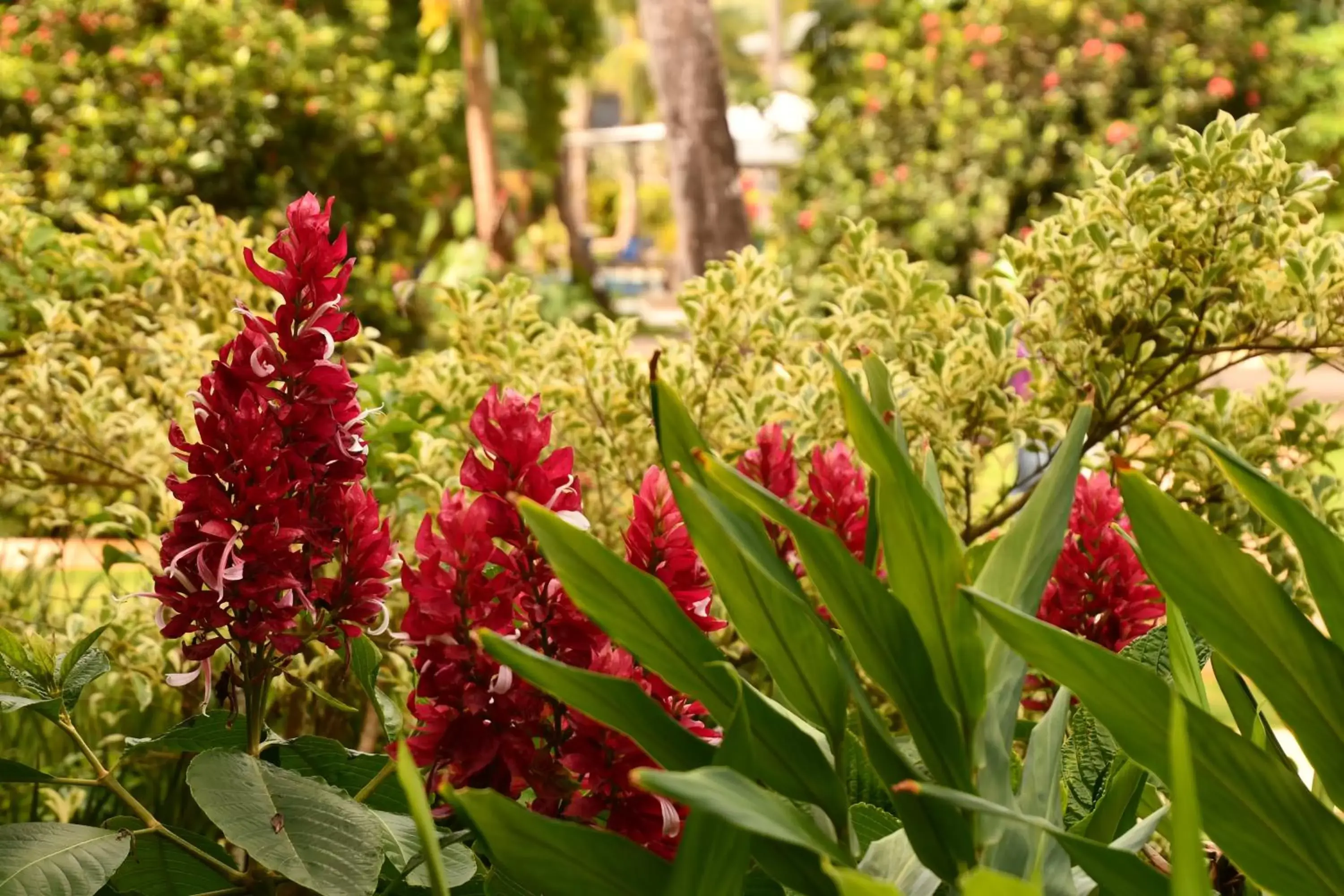 Natural landscape, Garden in Hotel Alisei