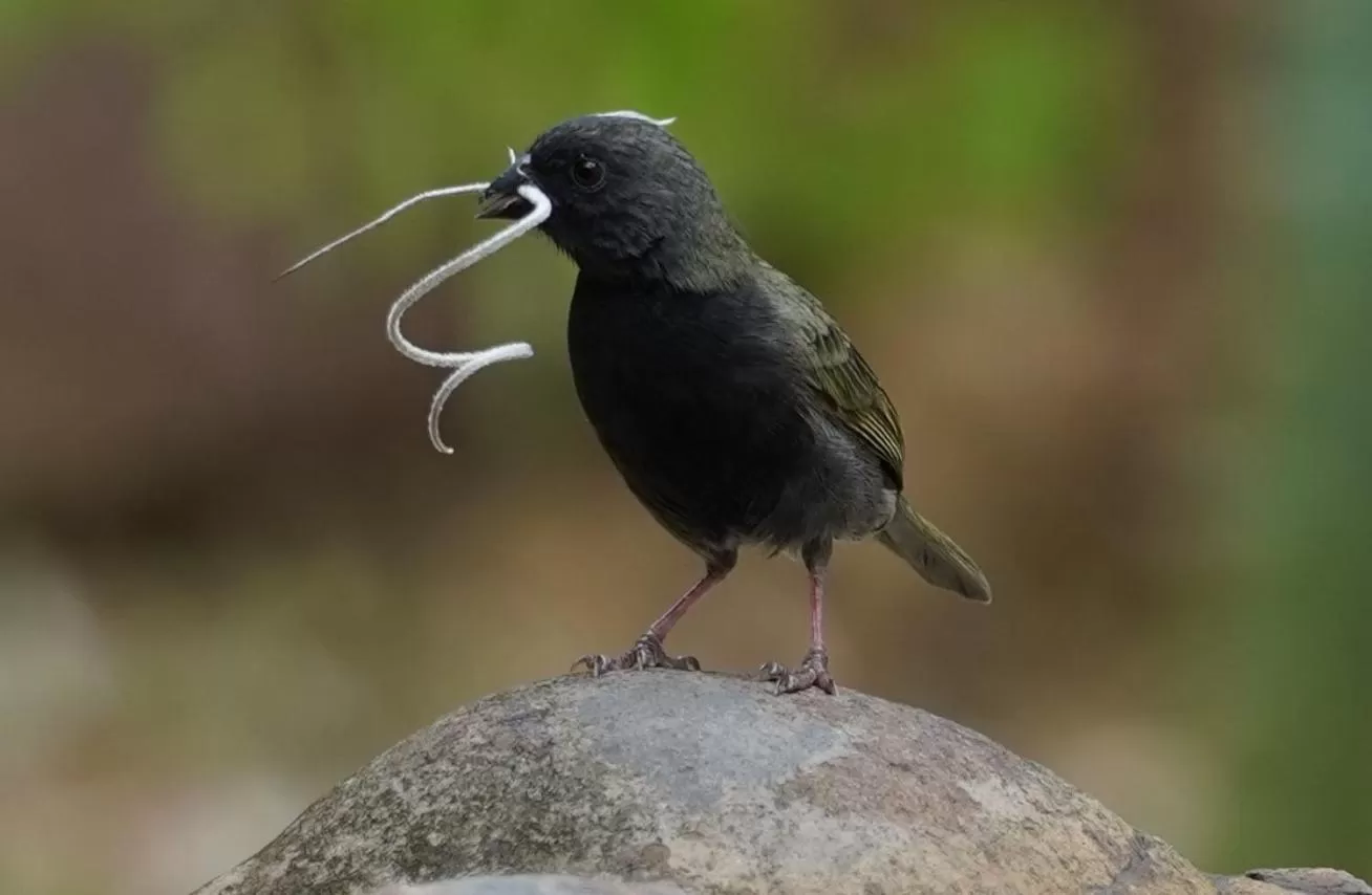 Bird's eye view in El Paraiso - B&B Finca San Vicente