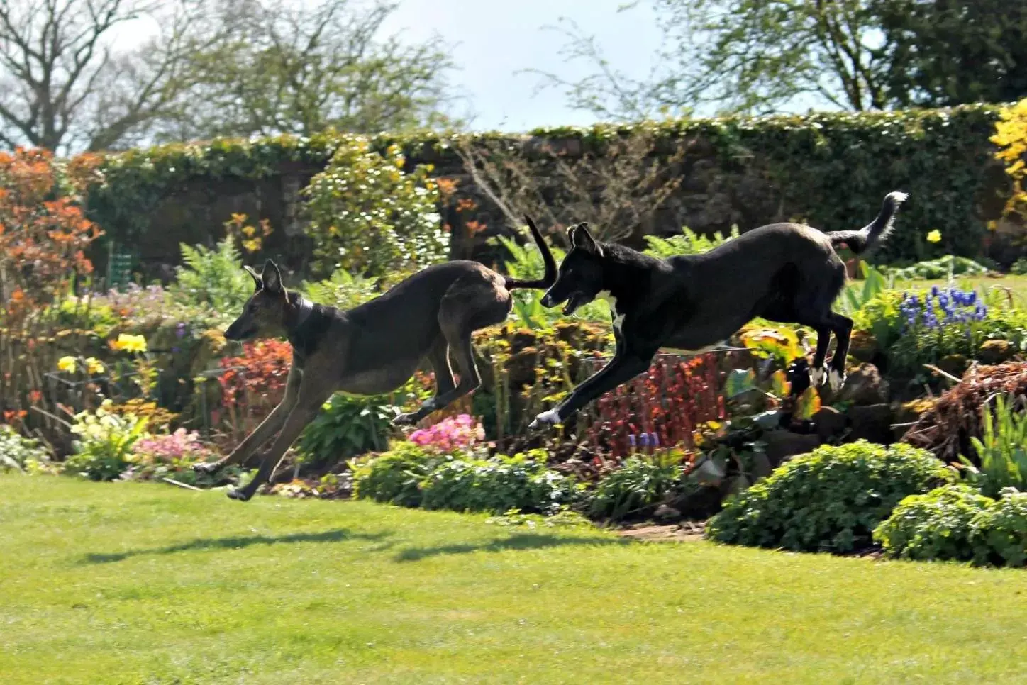 Animals, Pets in Church Farm B&B near Telford and Ironbridge