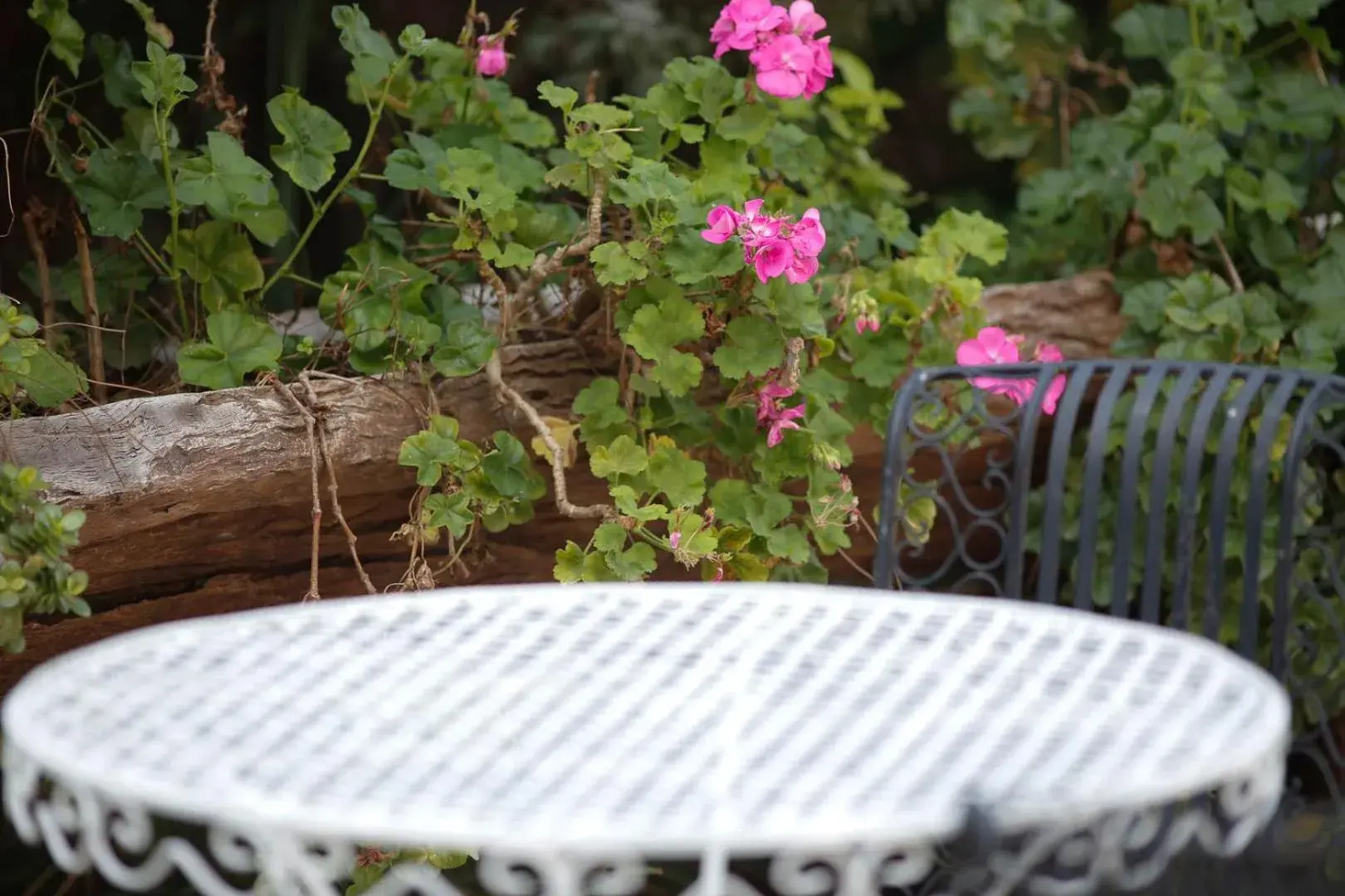 Garden in Villa Carmel Boutique Hotel