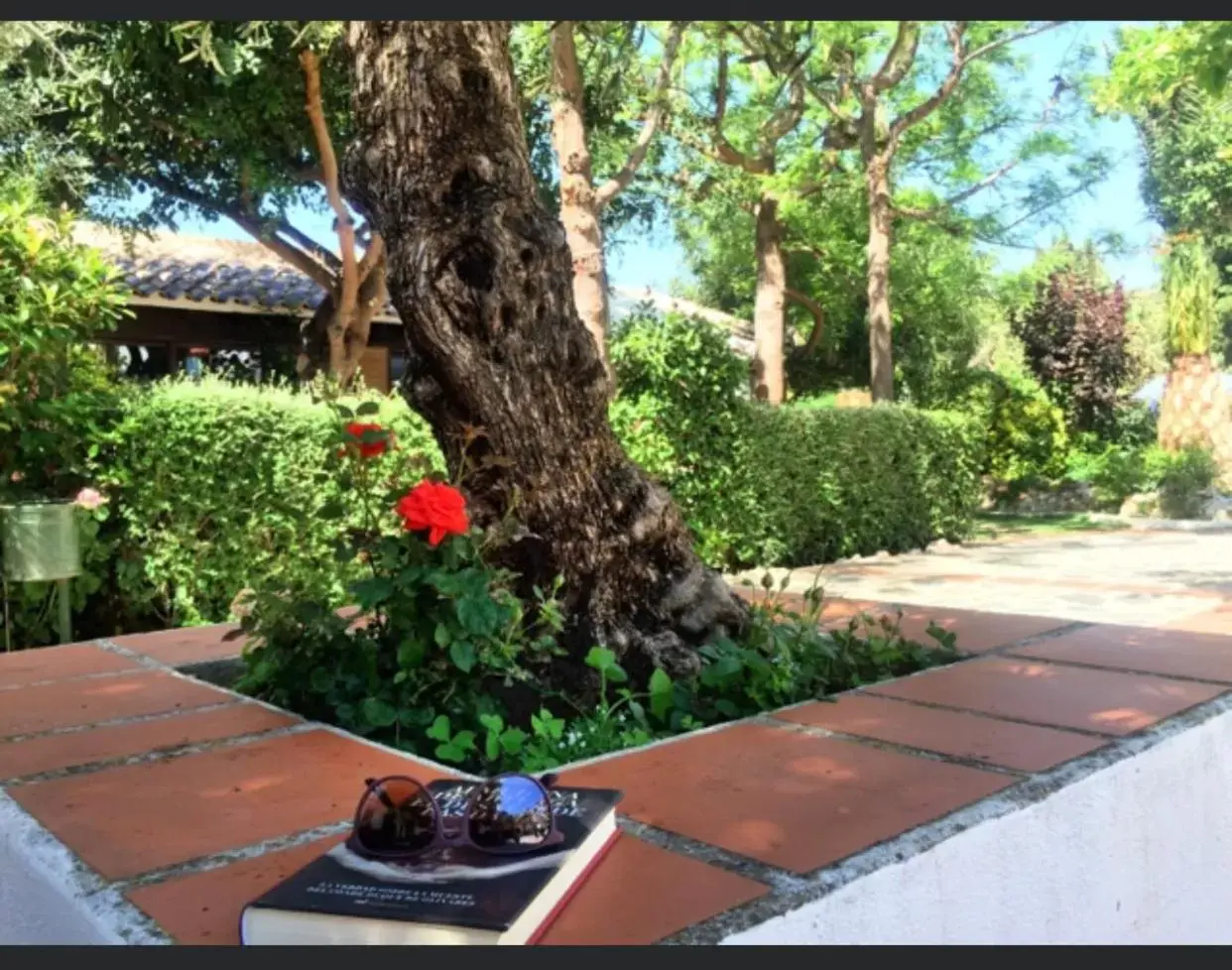 Garden in Hotel Alcadima