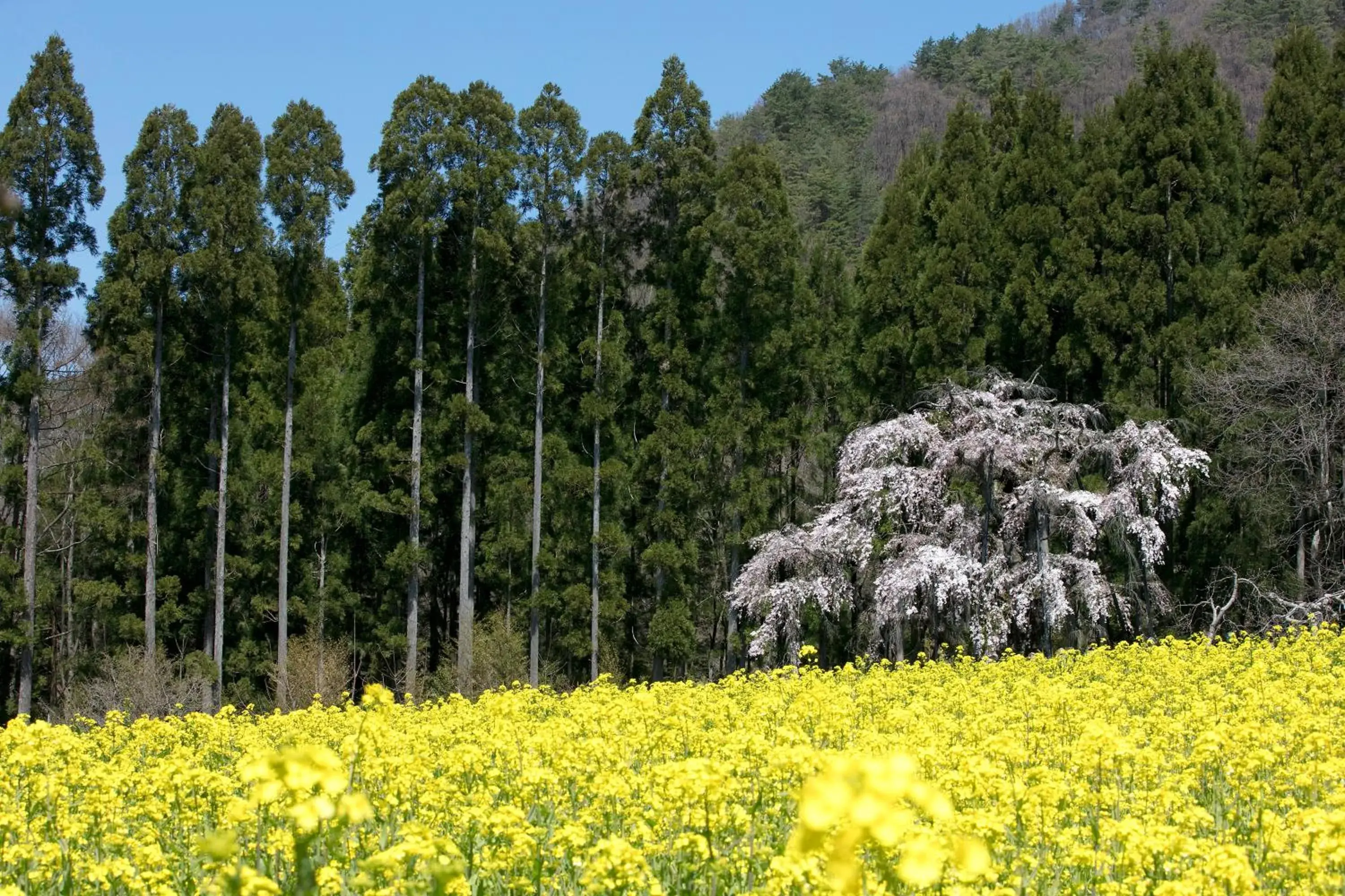 Summer, Natural Landscape in Ryokan Warabino