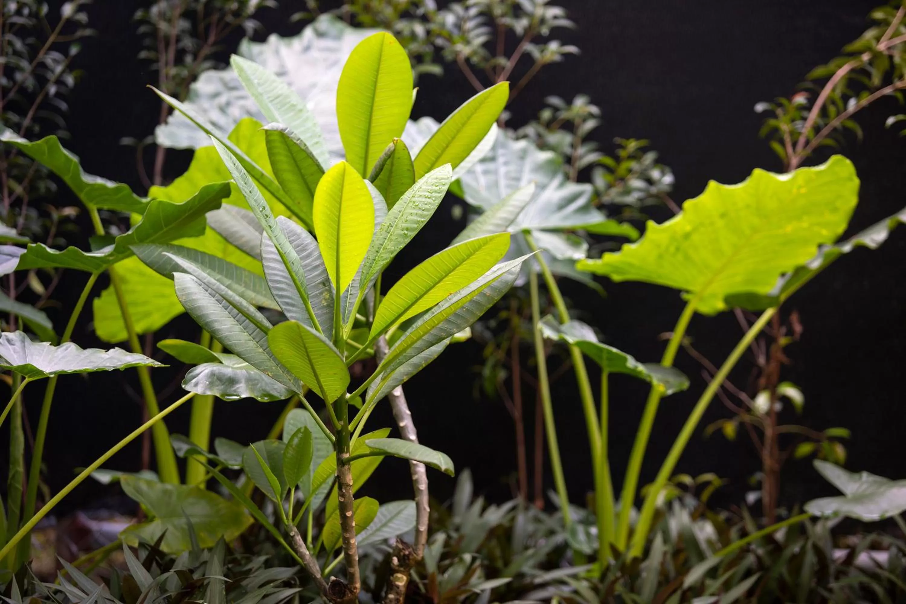 Patio in Pumilio Mountain & Ocean Hotel