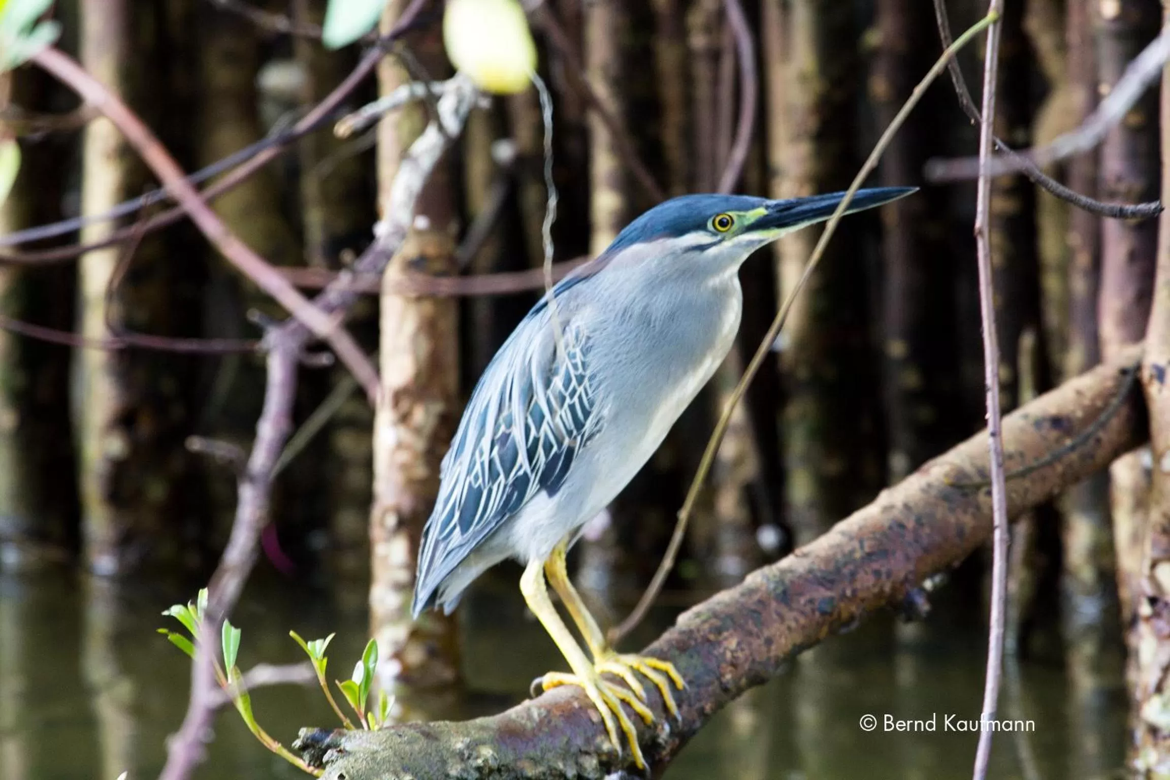 Animals in Suriya Arana