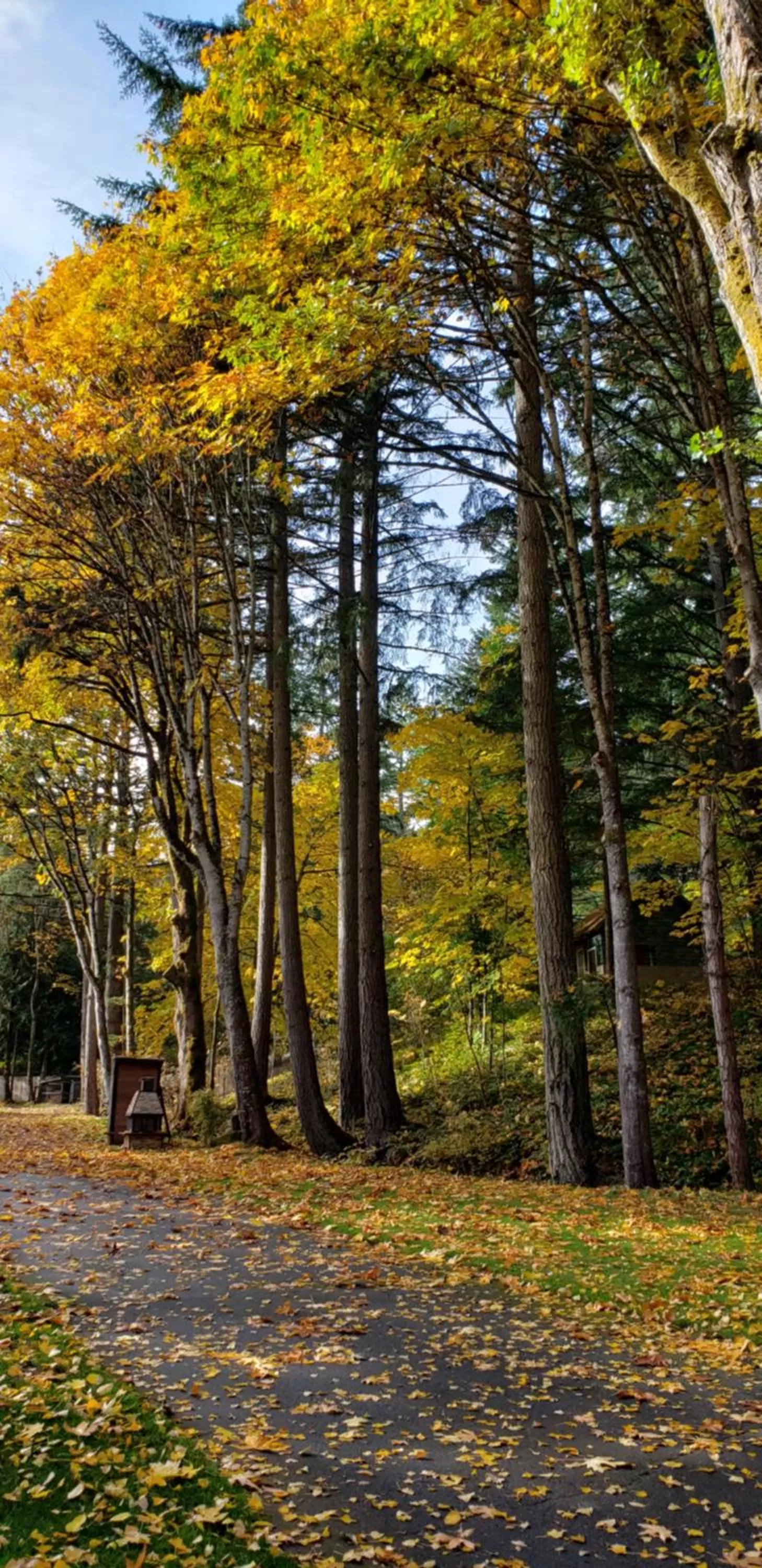 Natural landscape in Malahat Bungalows Motel