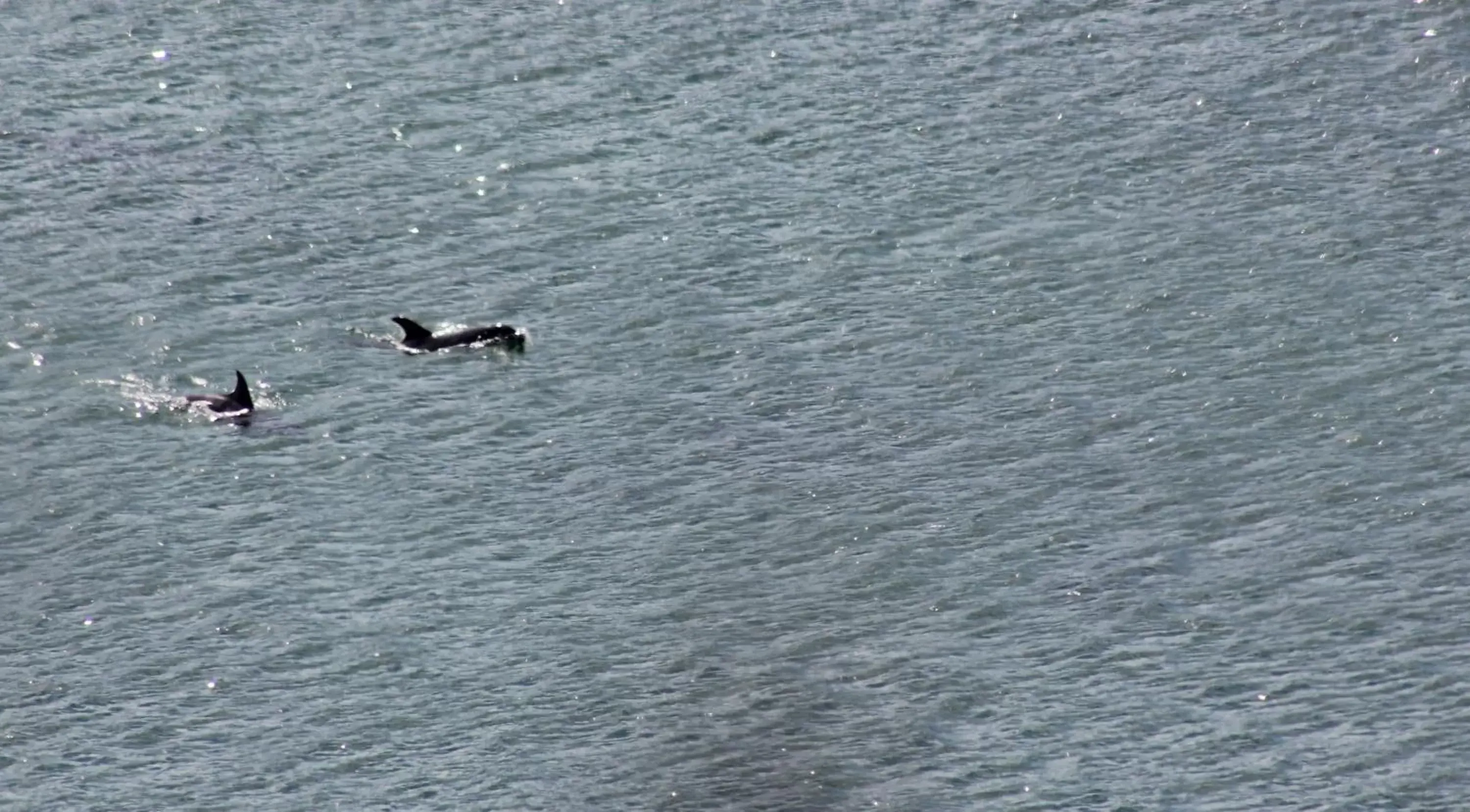 Other Animals in Clifden Bay Lodge