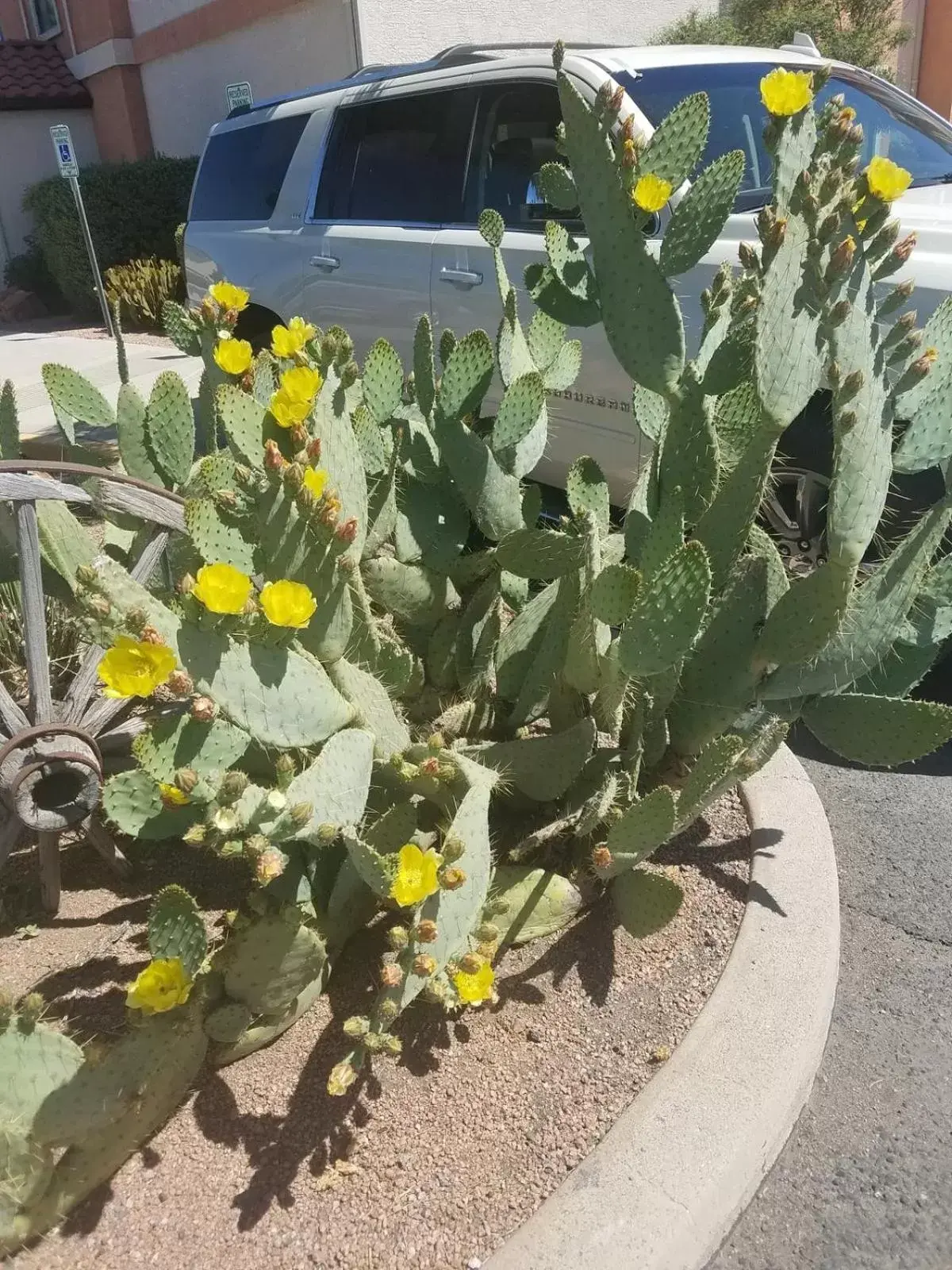 Garden in Days Inn by Wyndham Camp Verde Arizona