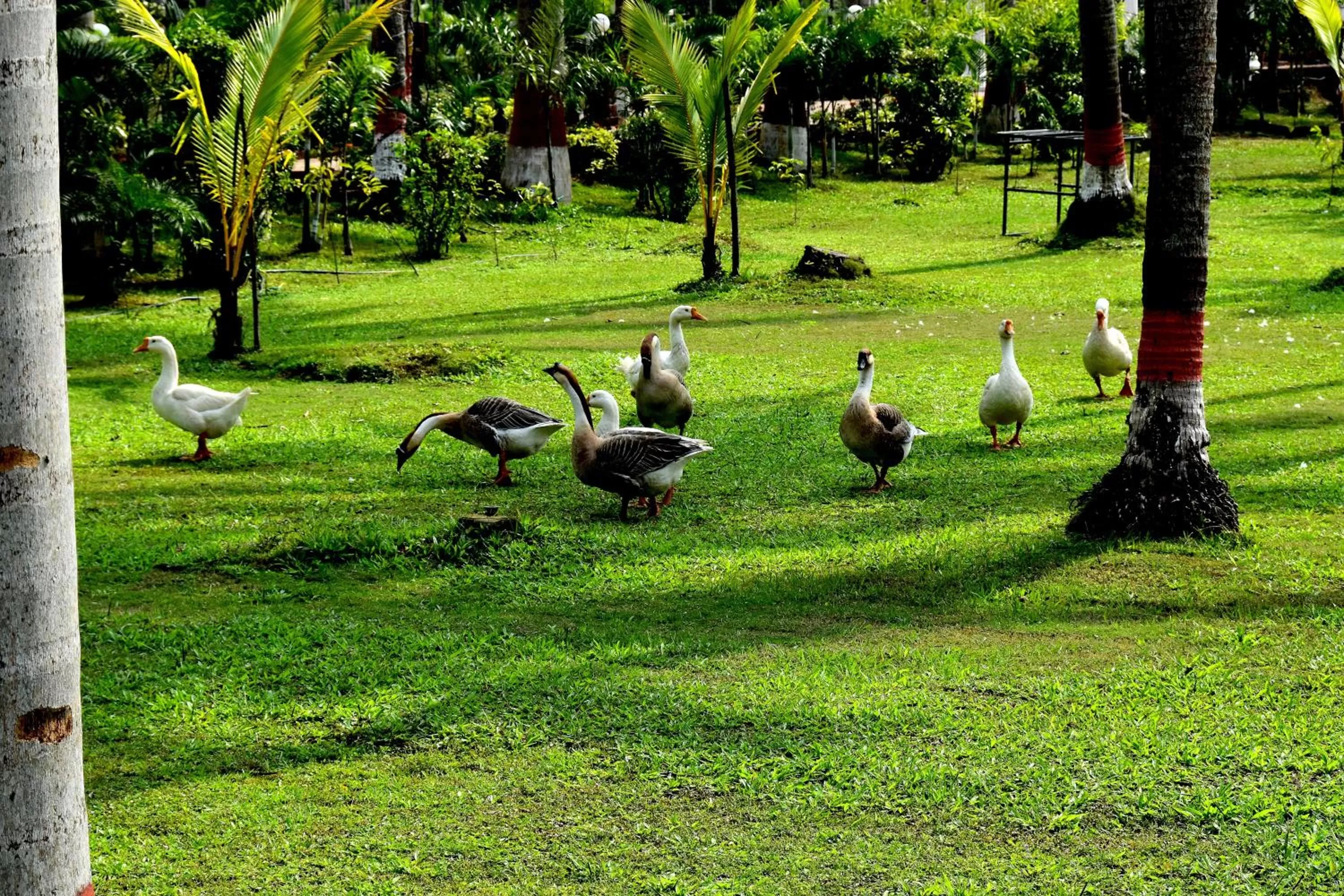 Garden in Toshali Sands Puri