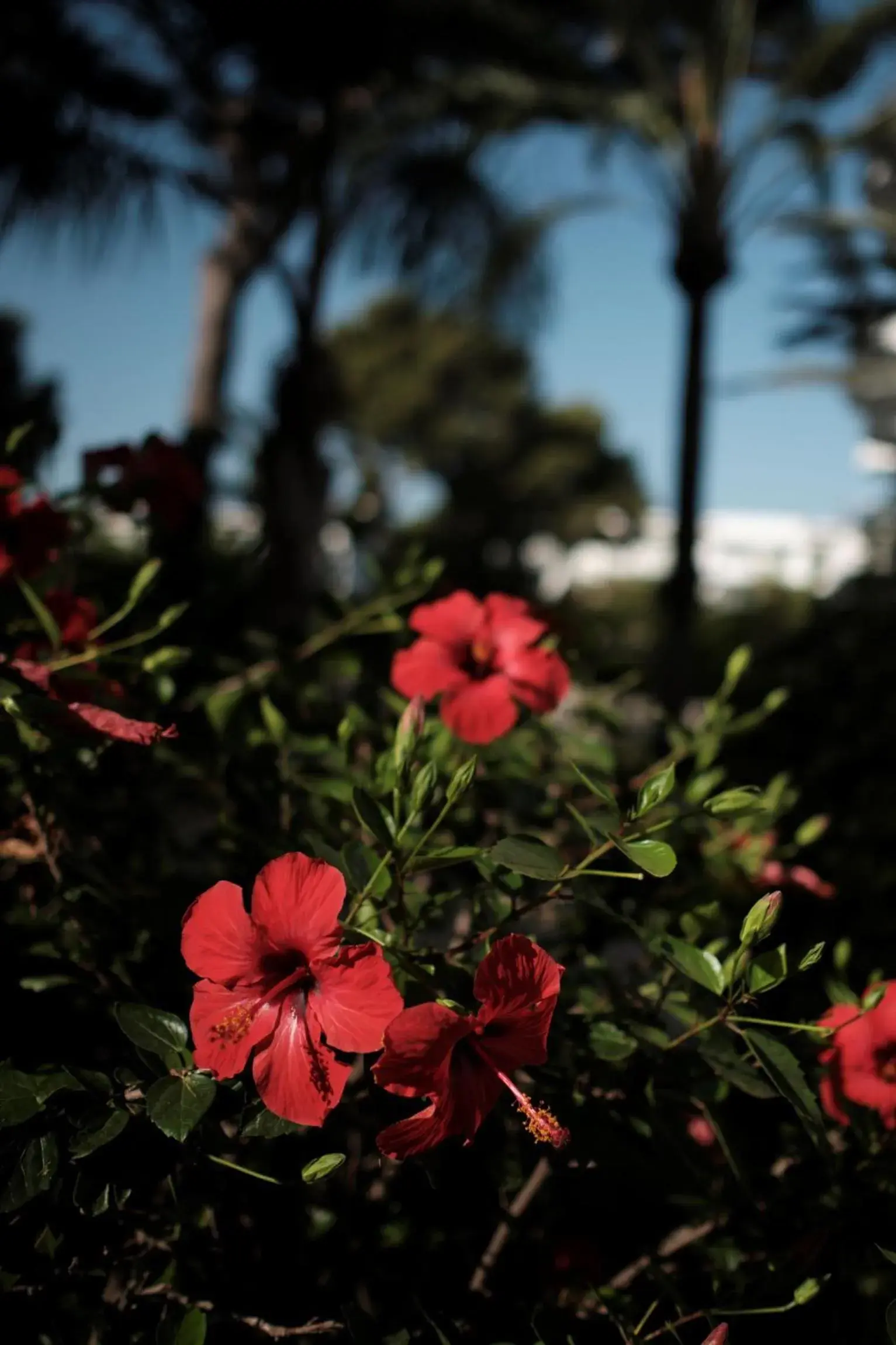 Garden in Prinsotel La Pineda