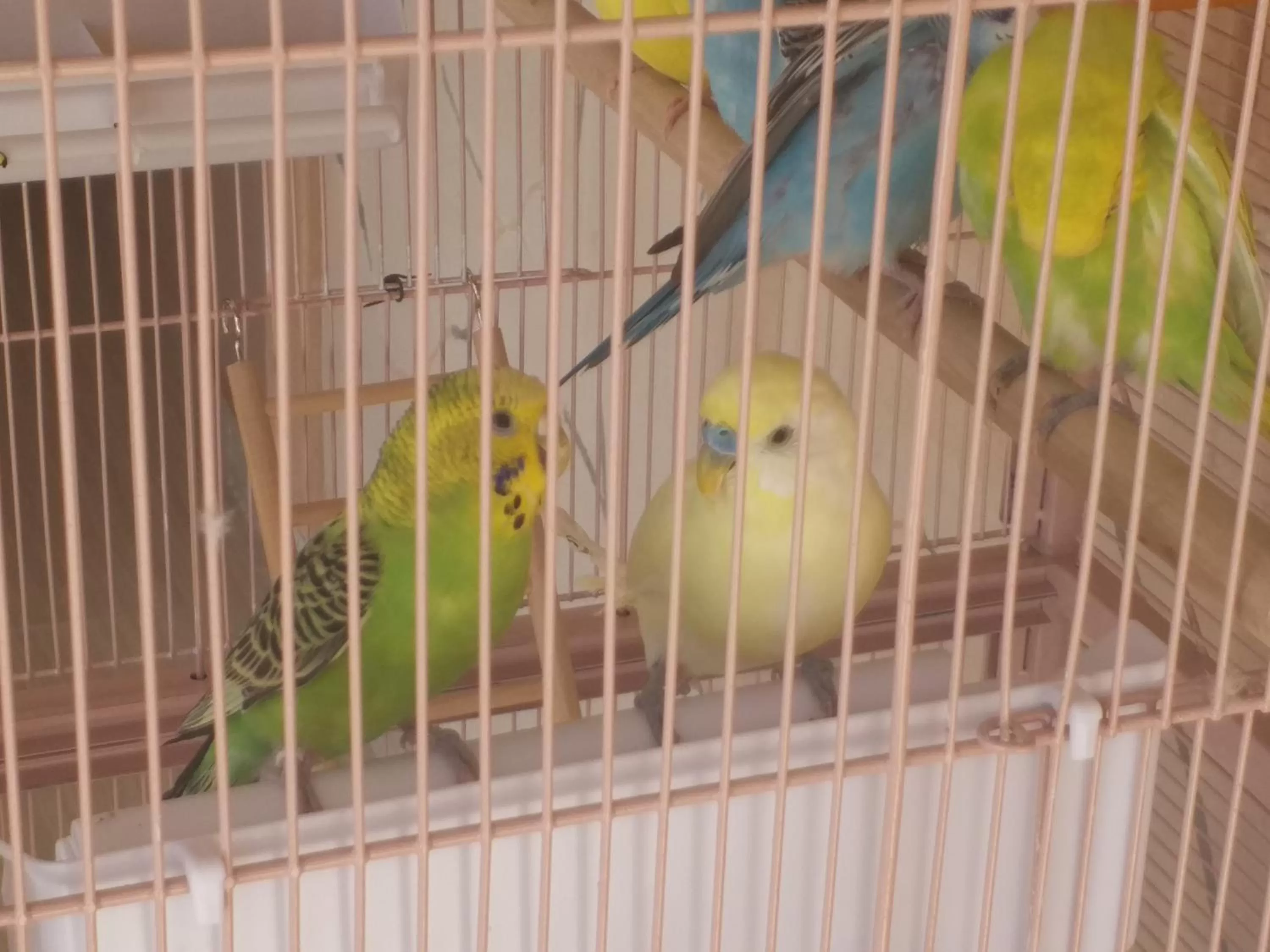 Other Animals in Hotel La Perle