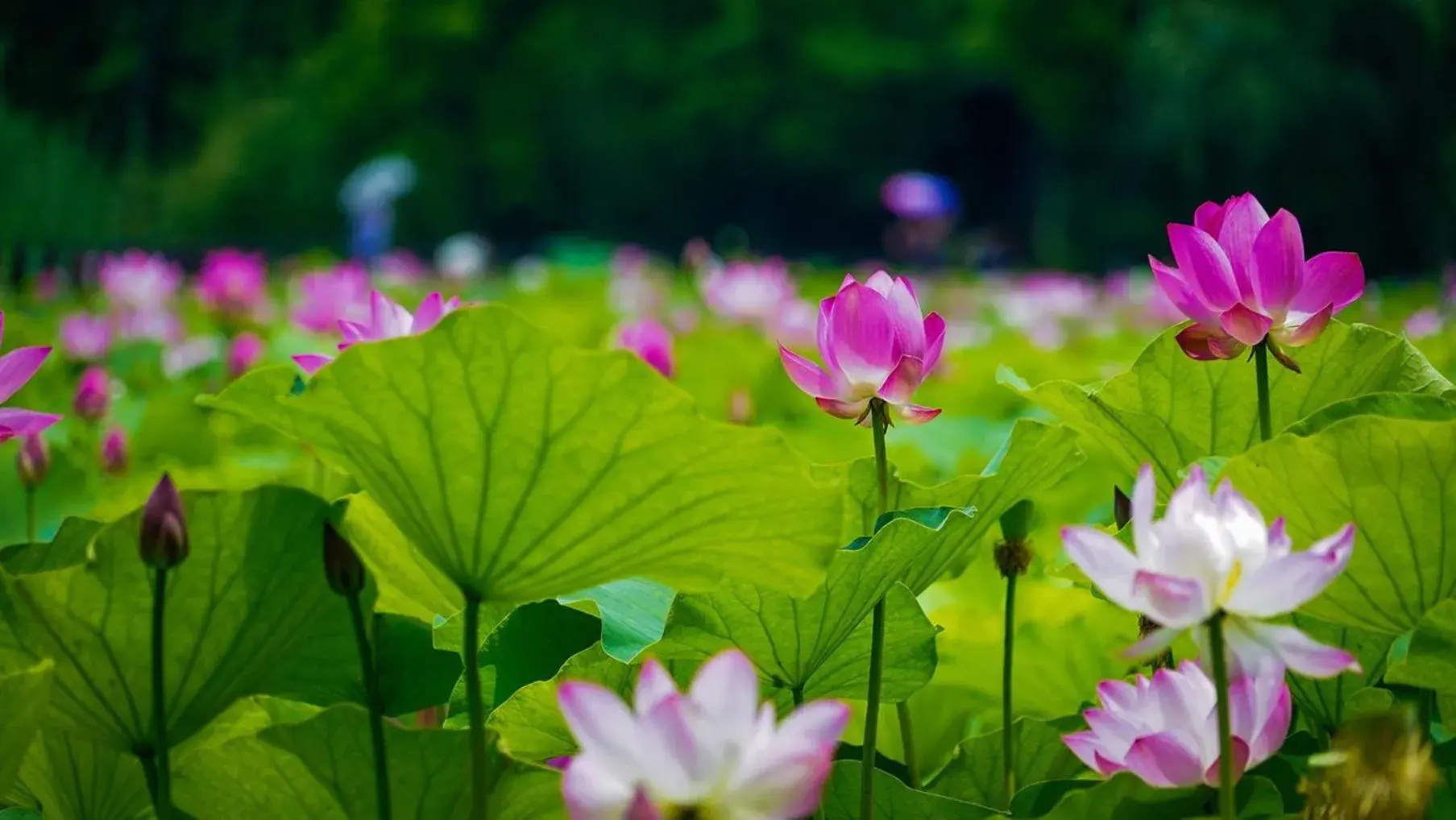 Area and facilities, Garden in Crowne Plaza Zhenjiang, an IHG Hotel