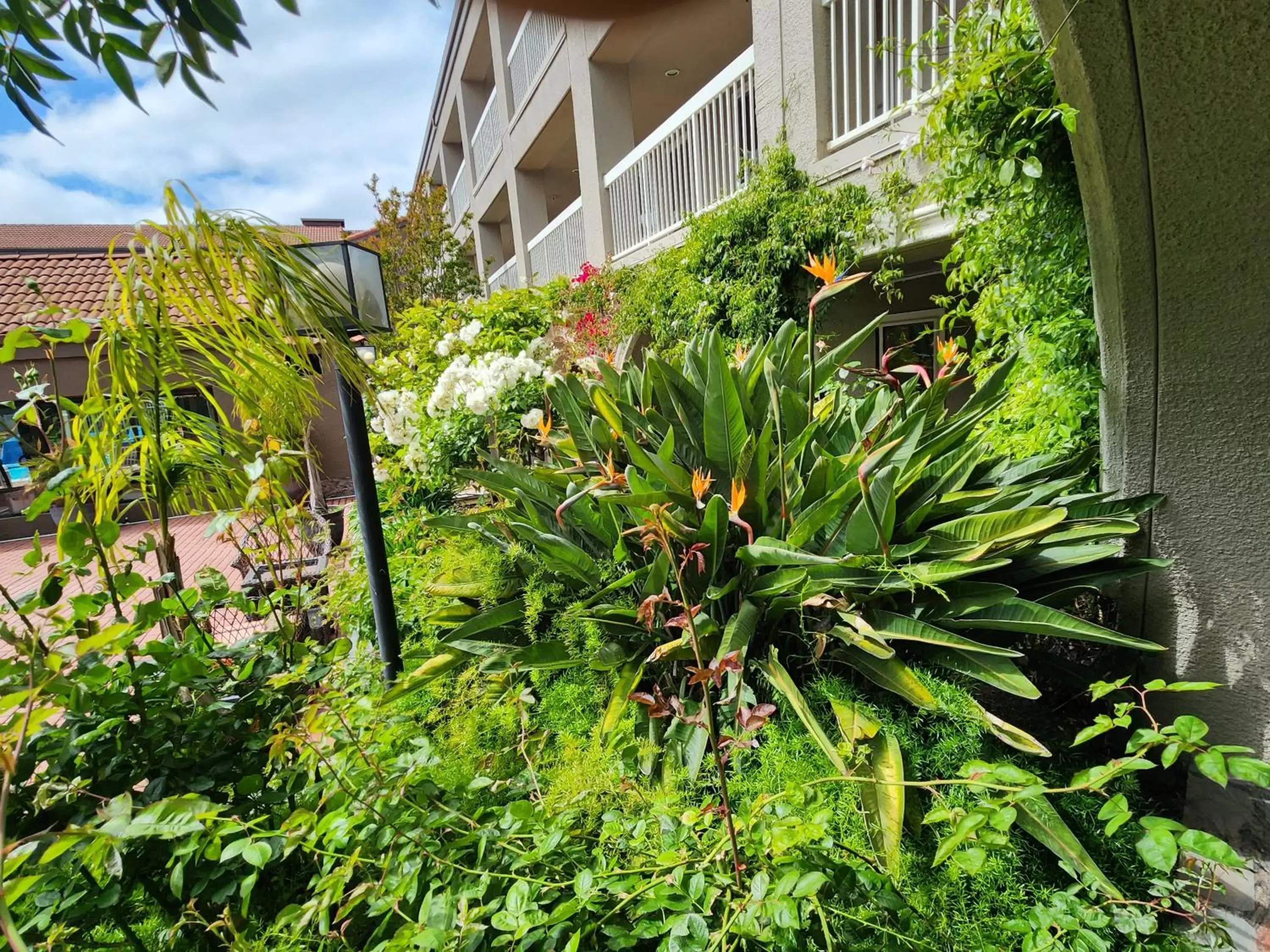 Garden in La Quinta by Wyndham San Francisco Airport West