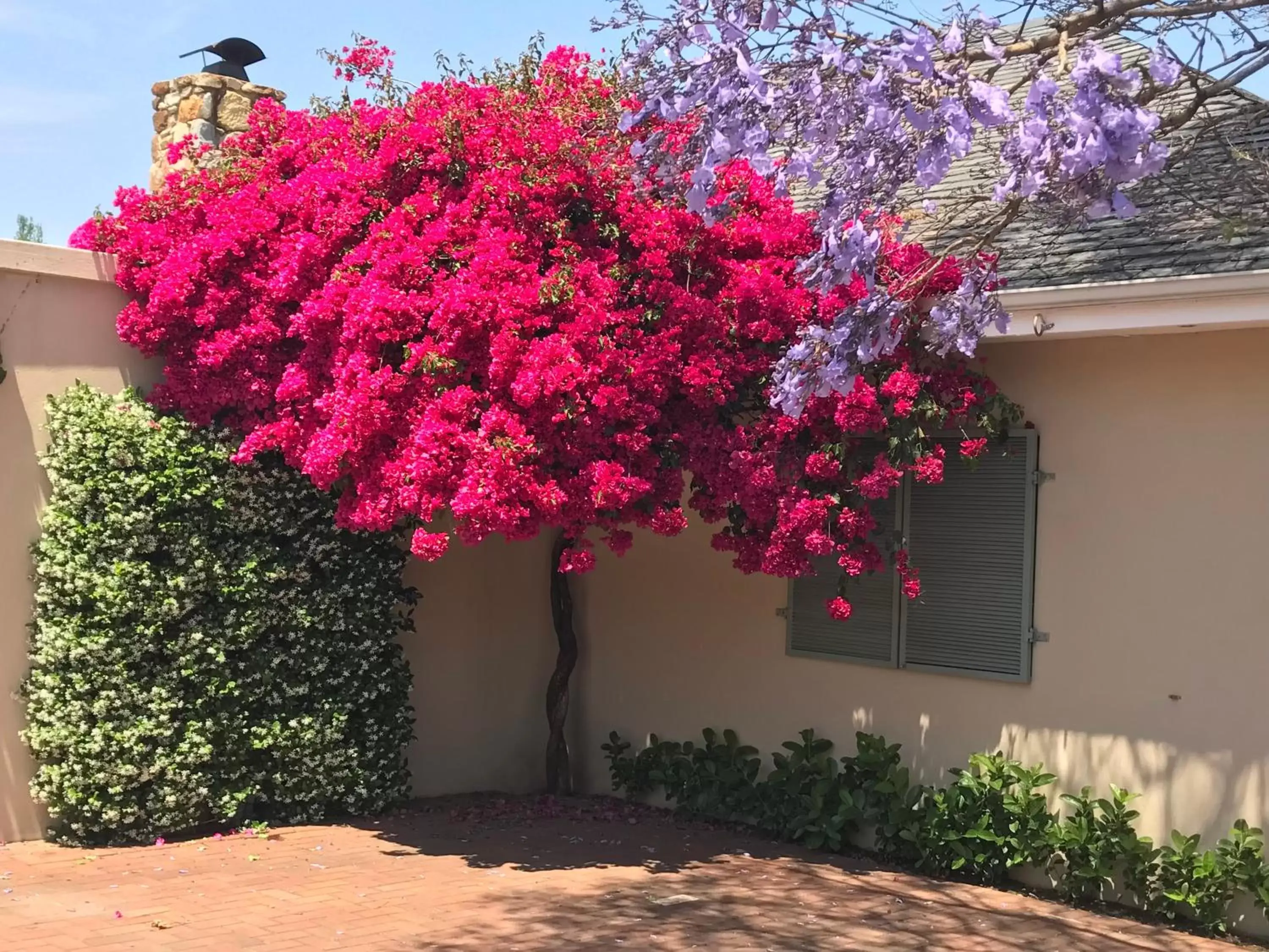 Garden, Property Building in Parkwood Boutique Hotel