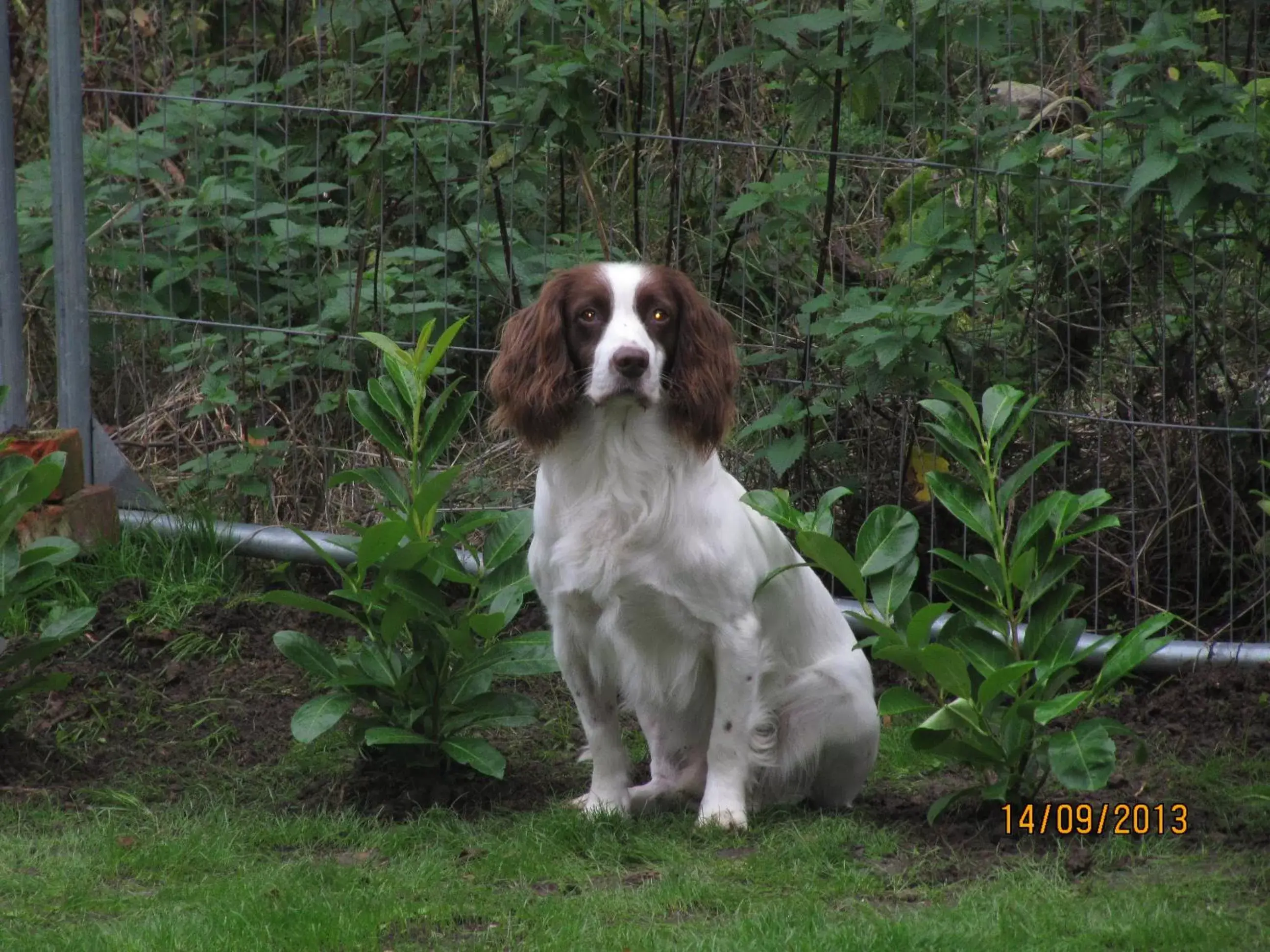 Pets in West View Lodge