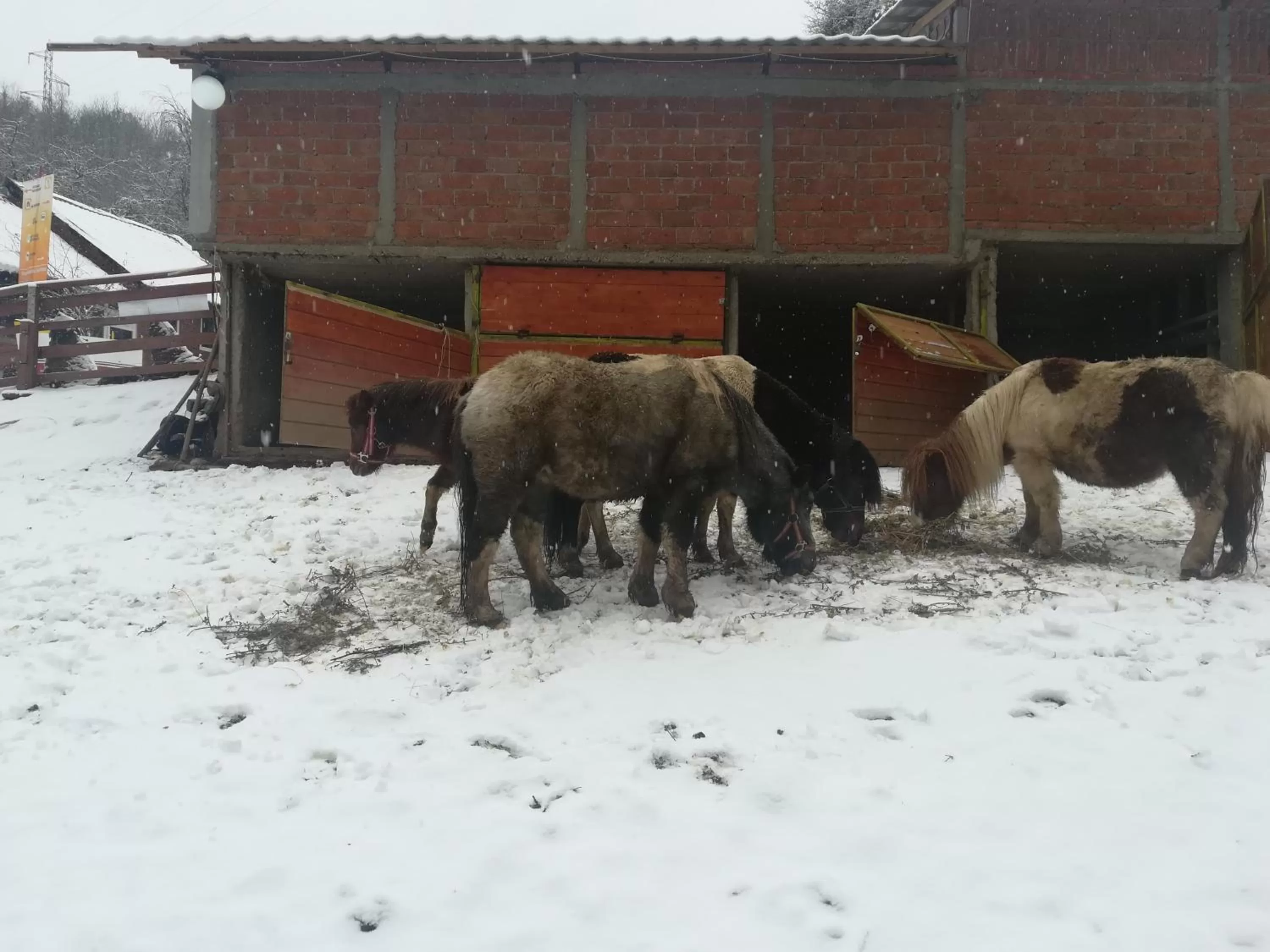 Animals in Etno selo Vile Jefimija, selo Preobrazenje, Vranje